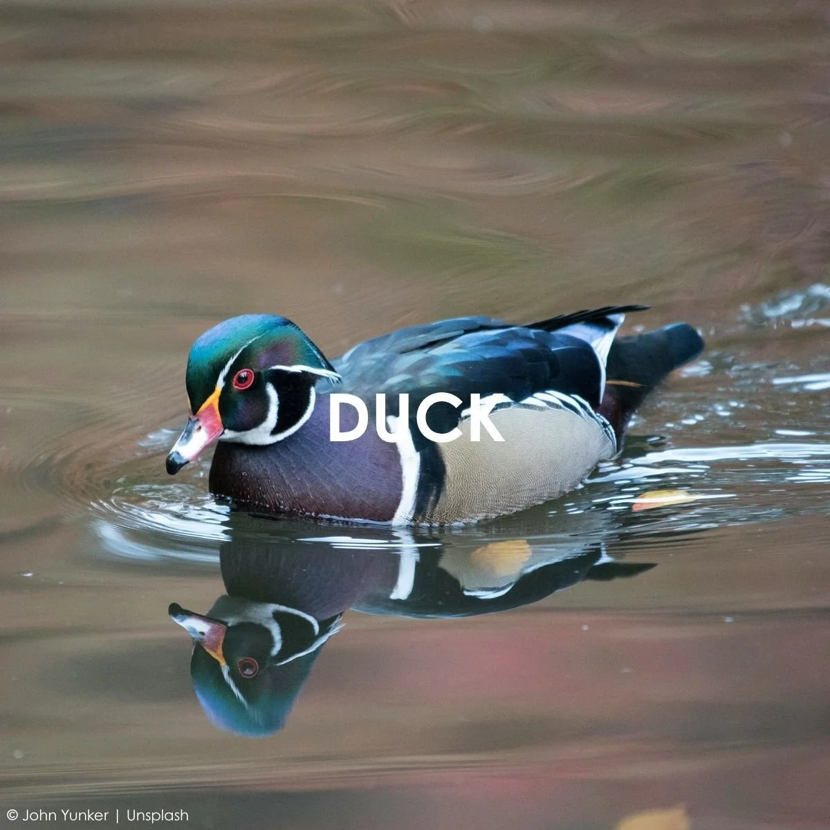 Duck.jpg
