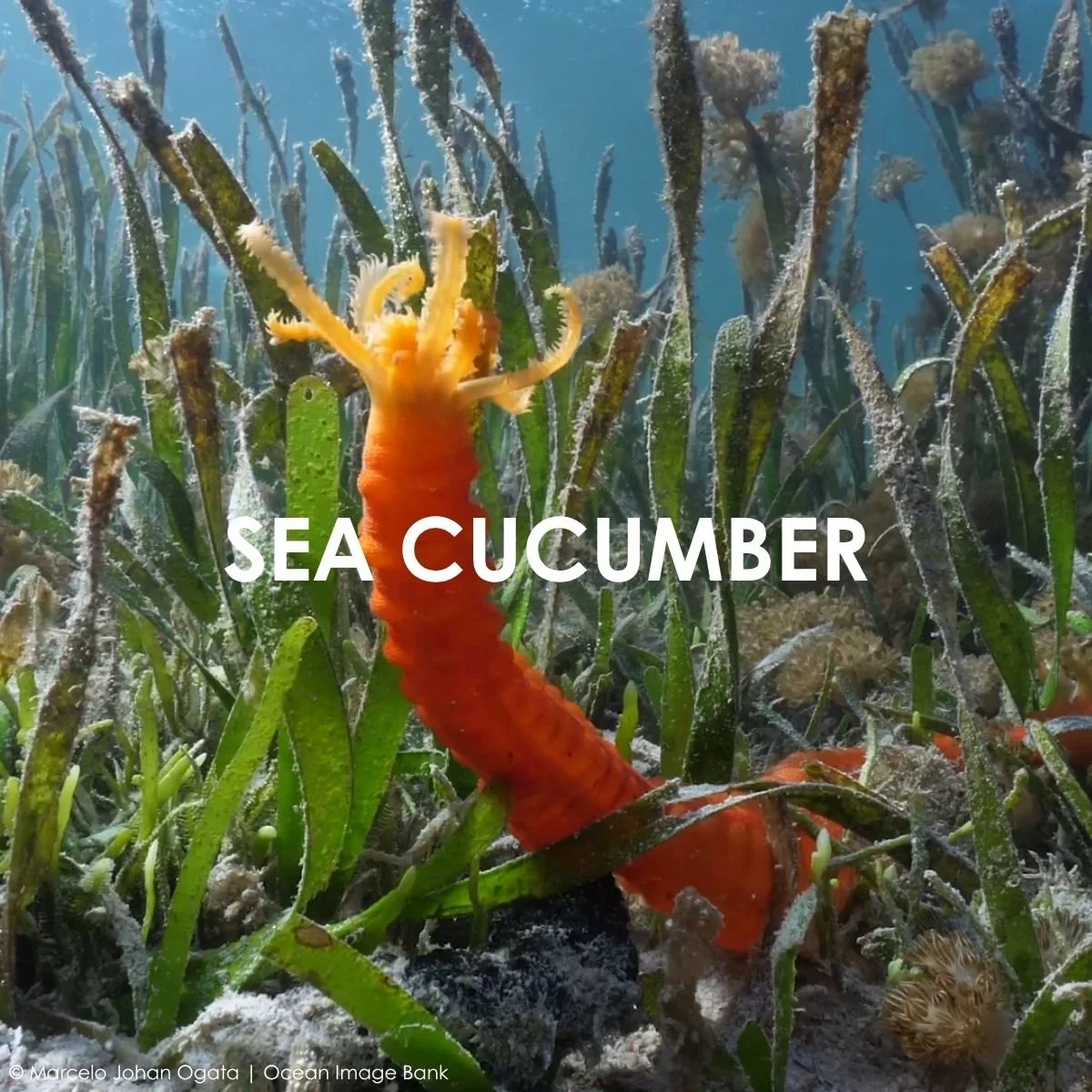 Sea Cucumber.jpg