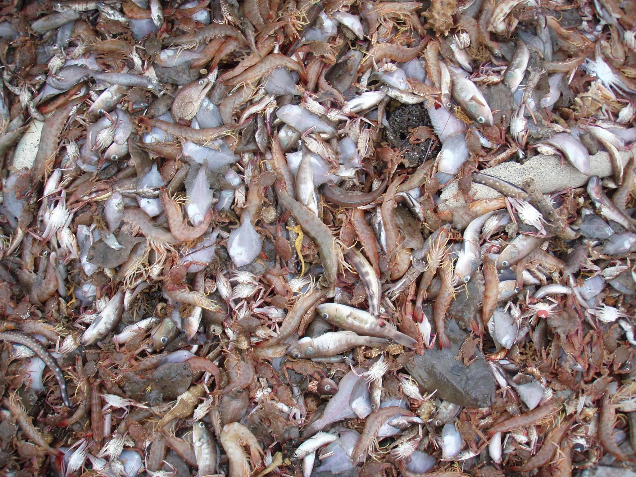 Foster bycatch9.JPG