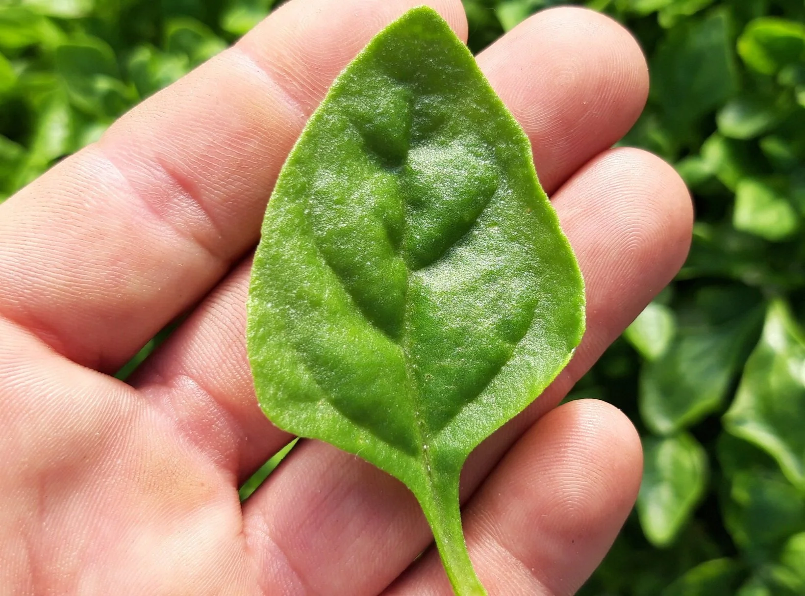 Espinaca+de+Nueva+Zelanda+Tetragonia+Navazo+Cultivo+Desterrado+Rafa+Monge.jpg