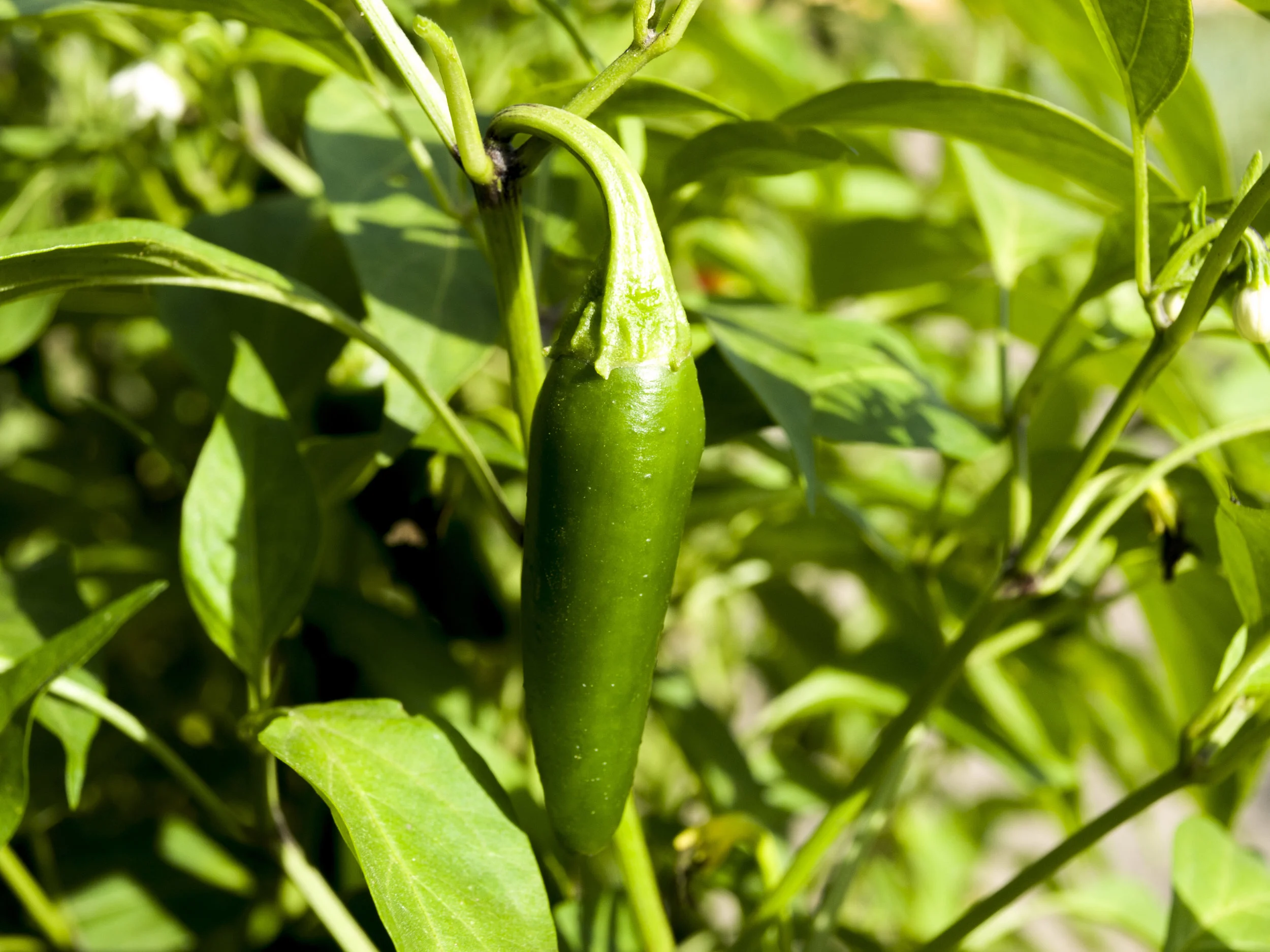 jalapeño_desterrado_Rafa_Monge_v1.JPG