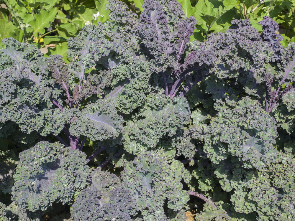 Kale Escarlata — Cultivo Desterrado