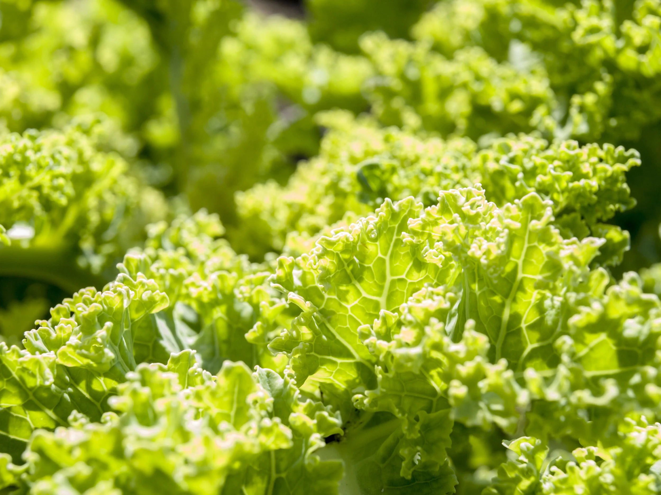 Kale Verde Hojas Grandes Tiernas