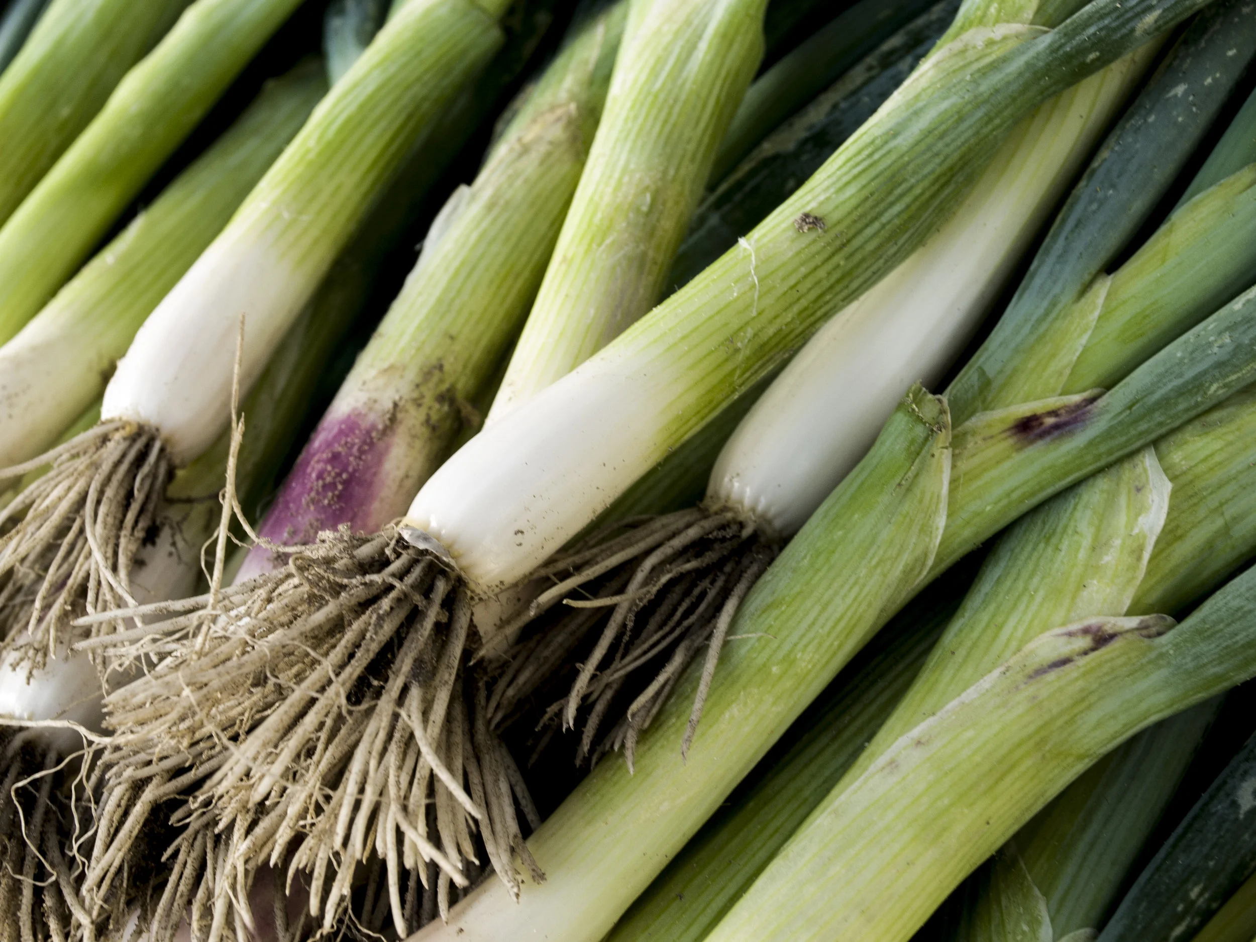 Mini Chive / Mini-Ciboulette