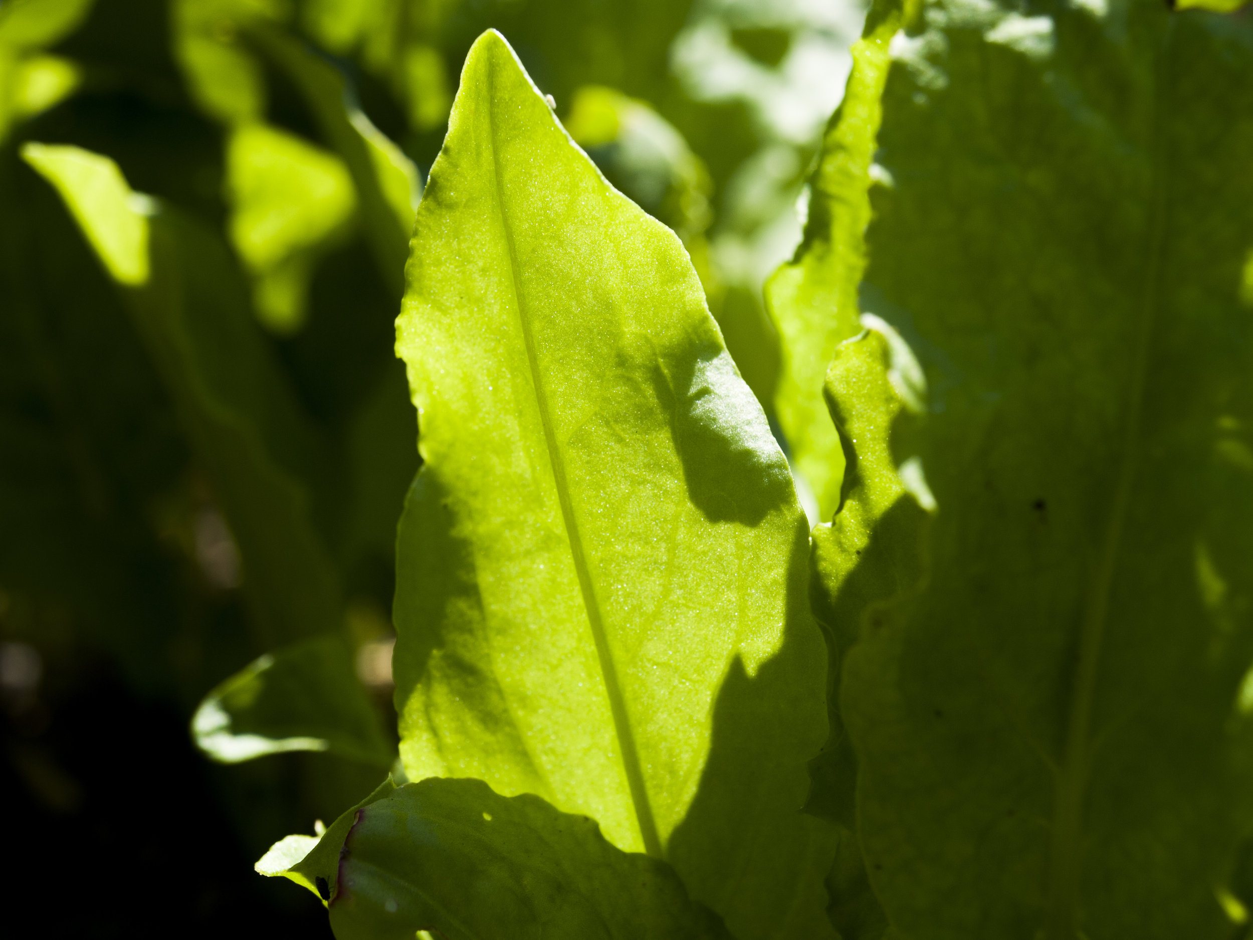 Acelga Agria - Acedera Verde