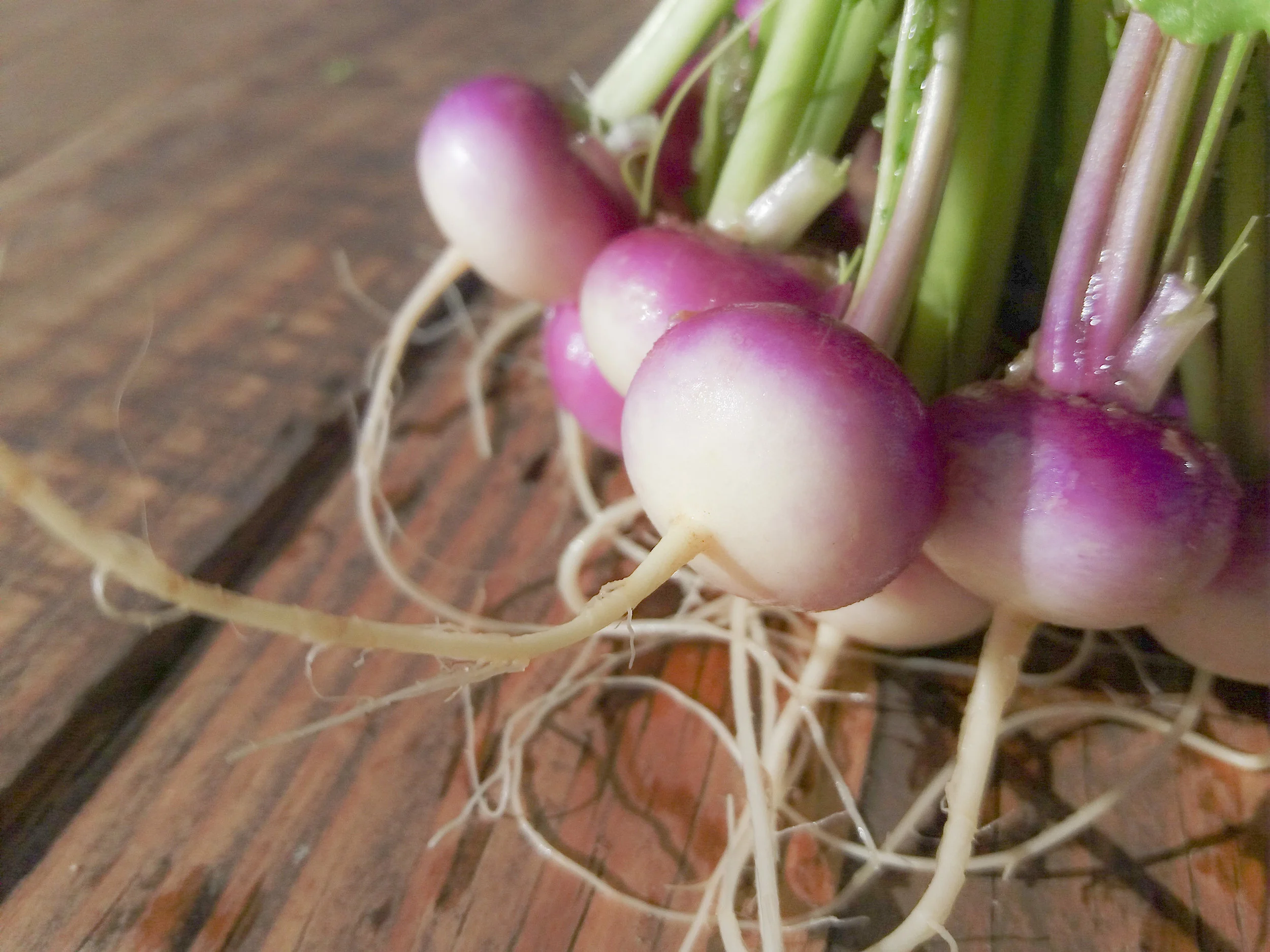 nabo_morado_baby_Desterrado_Rafa_Monge_v2.JPG
