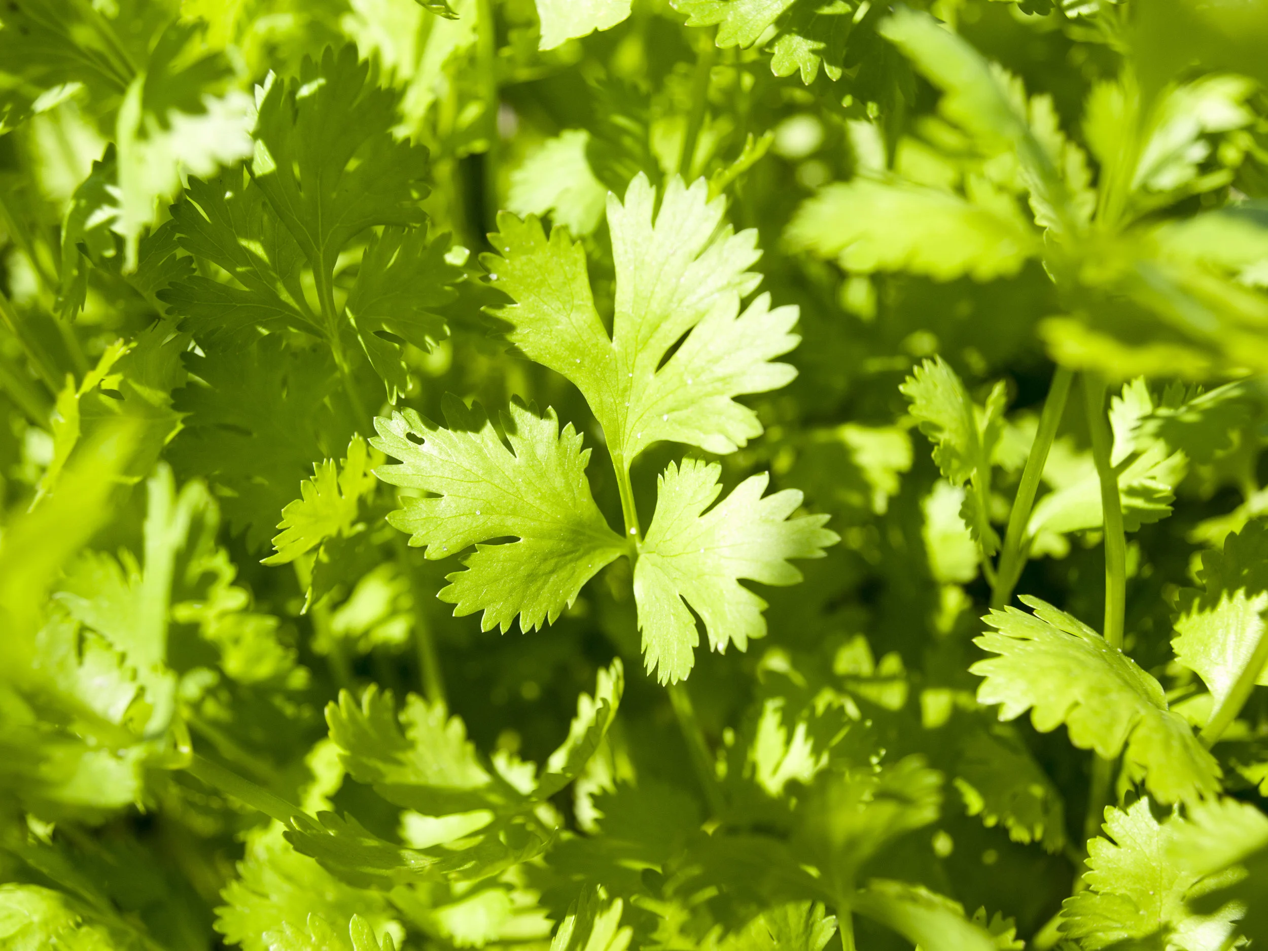 Cilantro