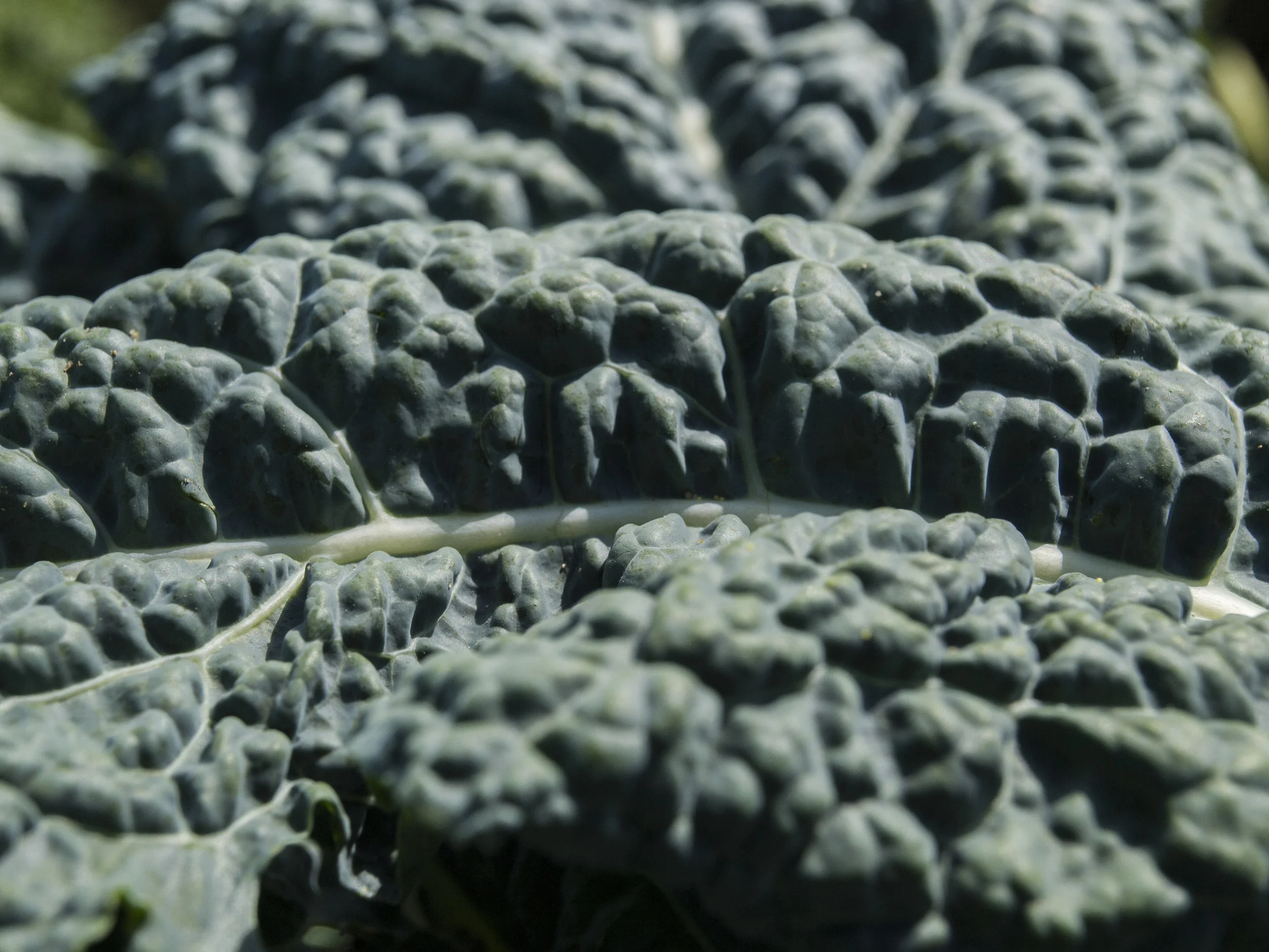 kalenegro_desterrado_Rafa_Monge_v1.JPG (copia)