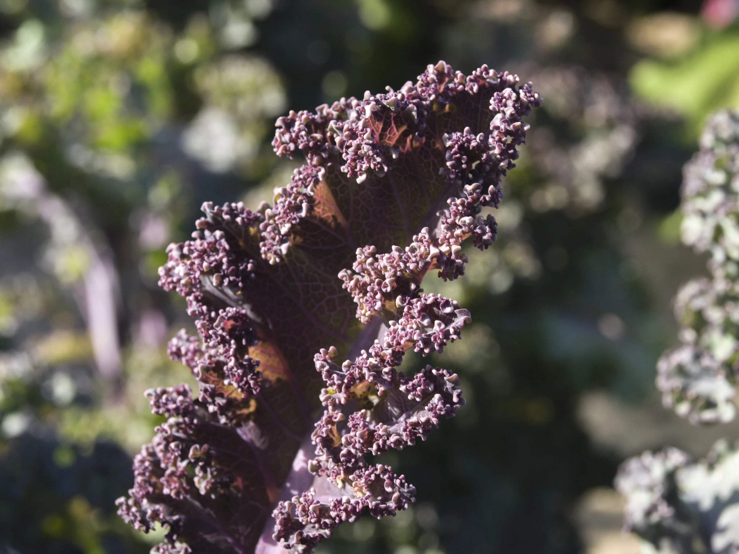 Kale Escarlata