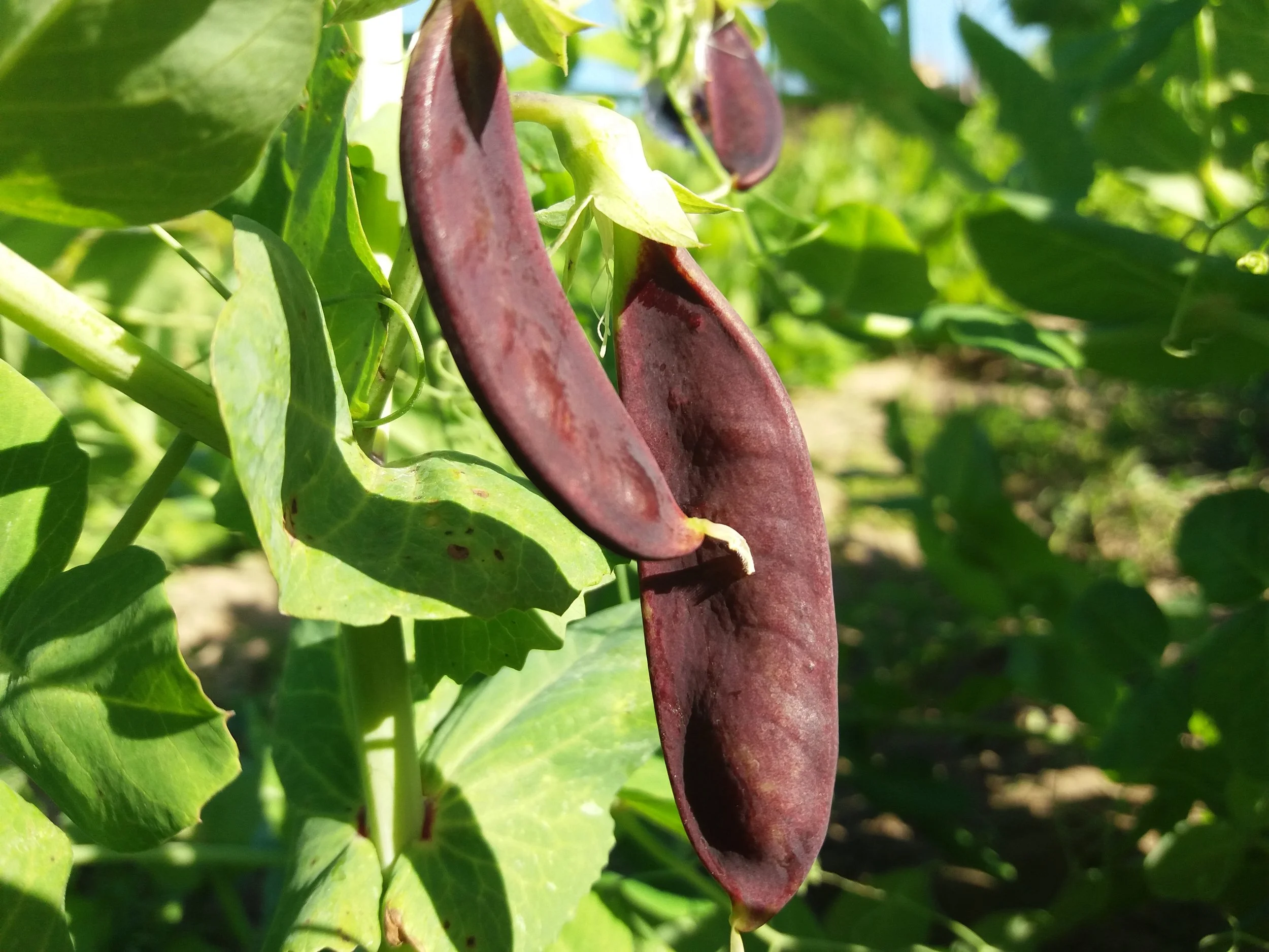 Tirabeque Morado Redondo