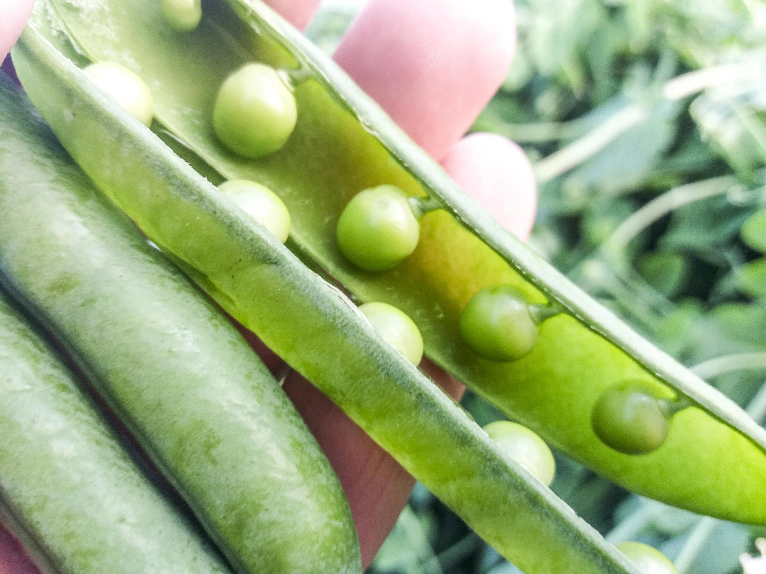 Guisante Grano Grande Tierno