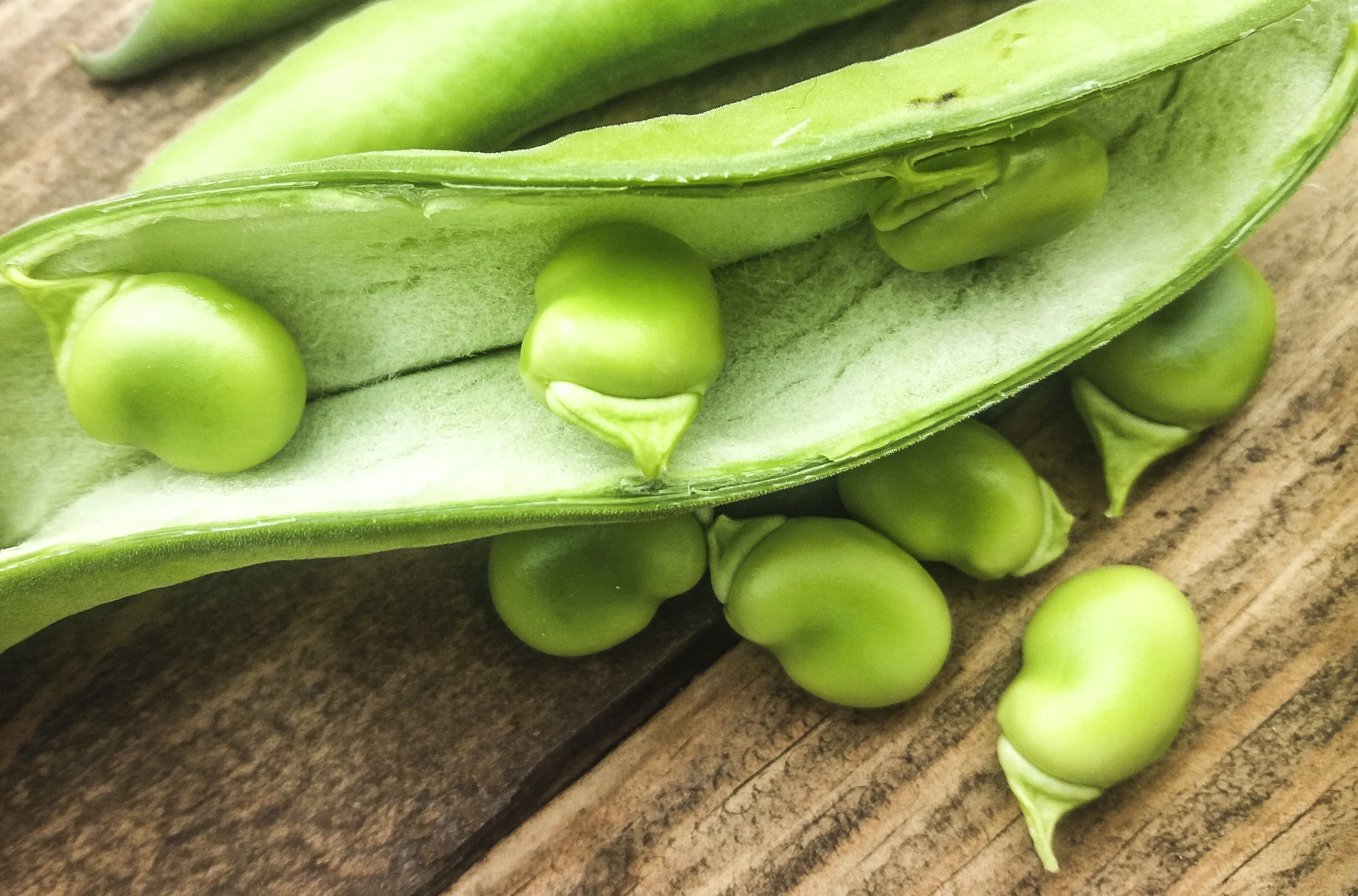 Haba Muchamiel Tierna