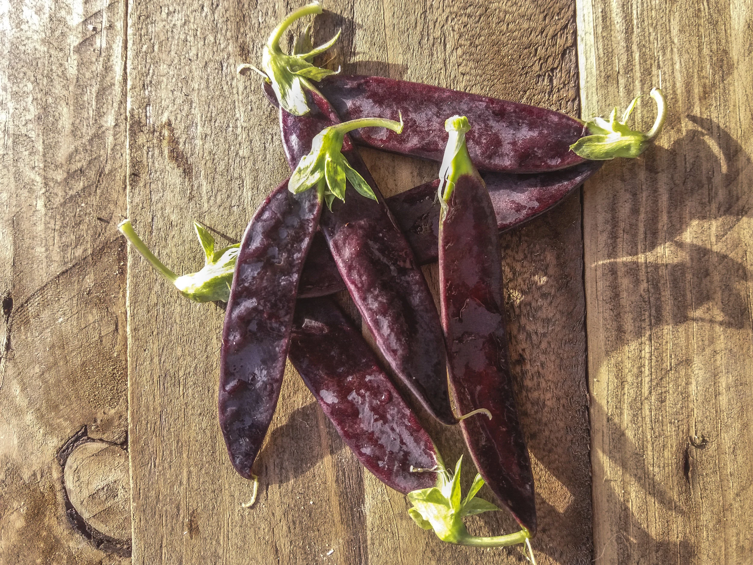 Tirabeque Morado Largo