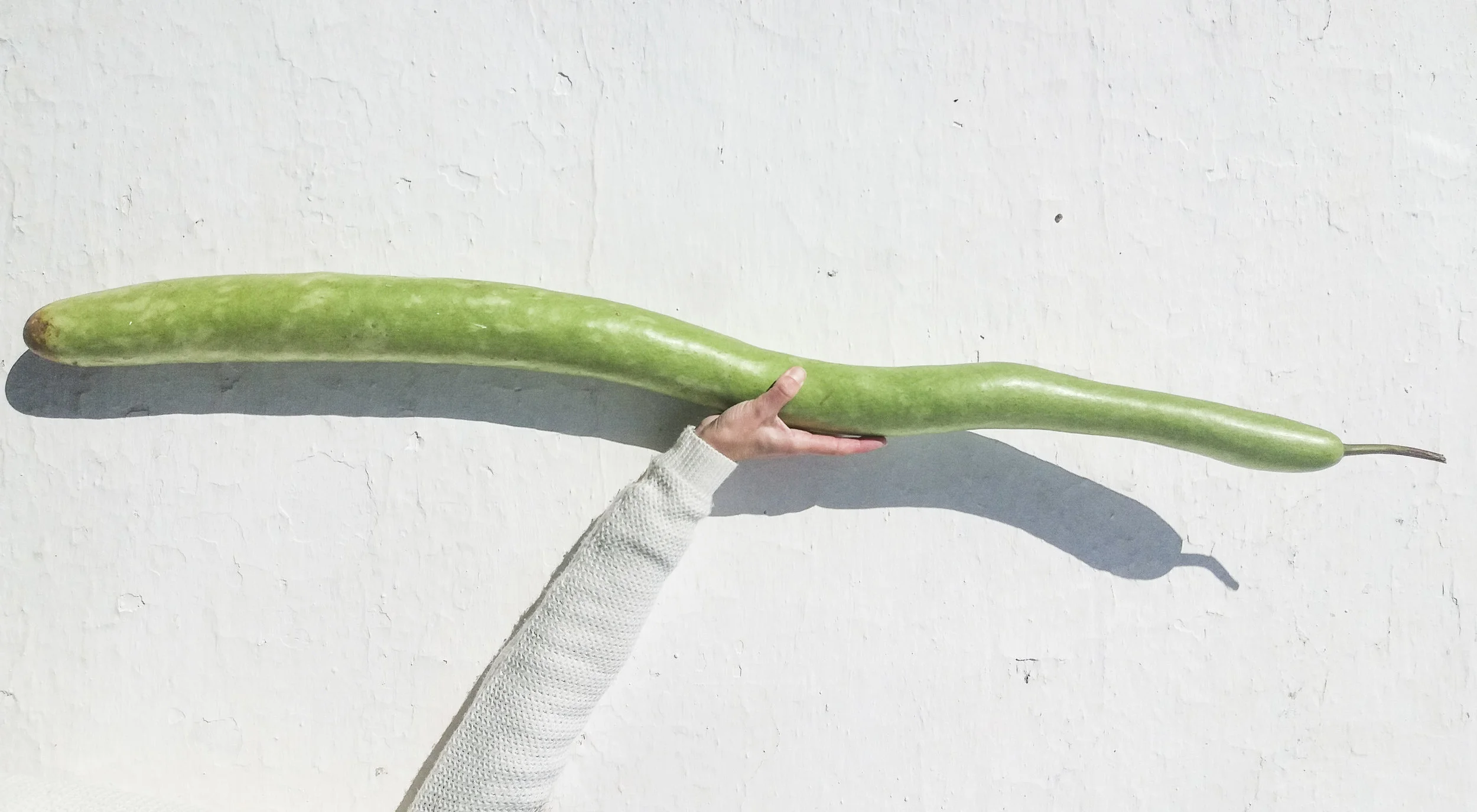 Calabaza Serpiente