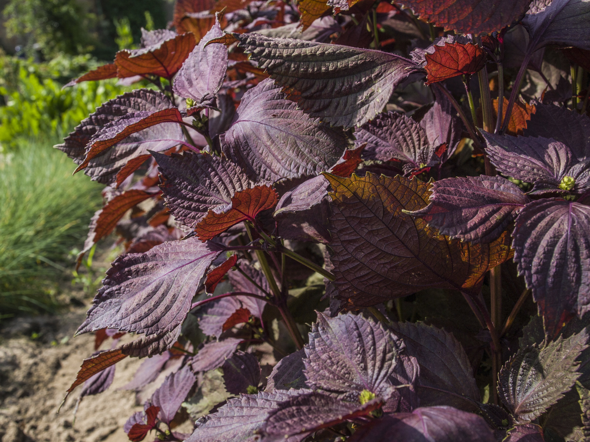 Shiso Rojo