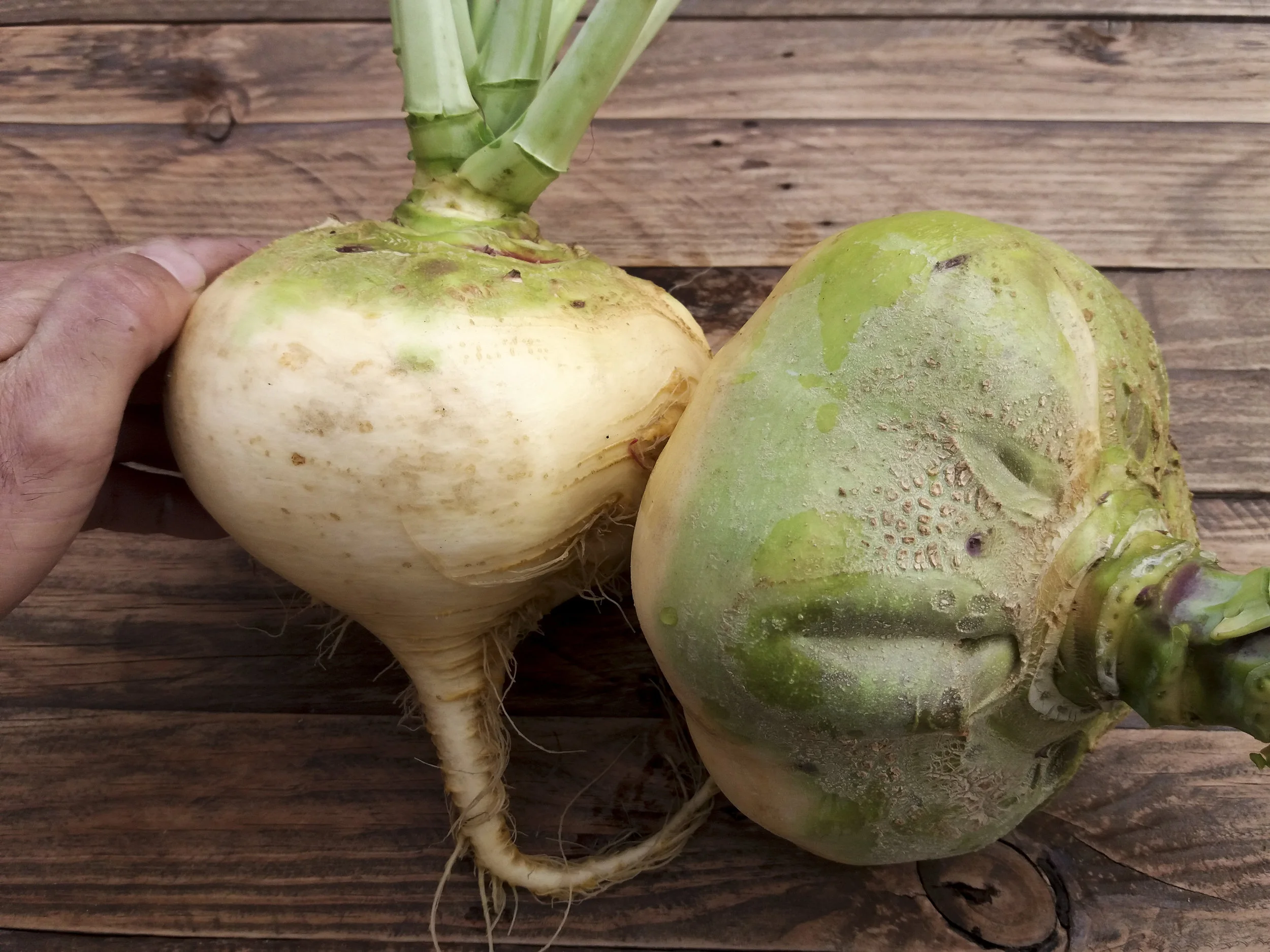 Rutabaga