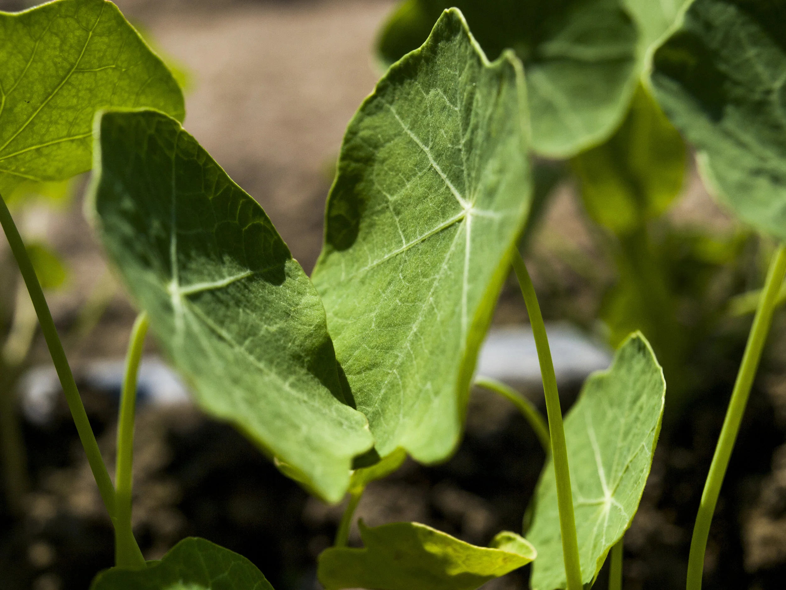 Small Nasturtium / Petit Capucine