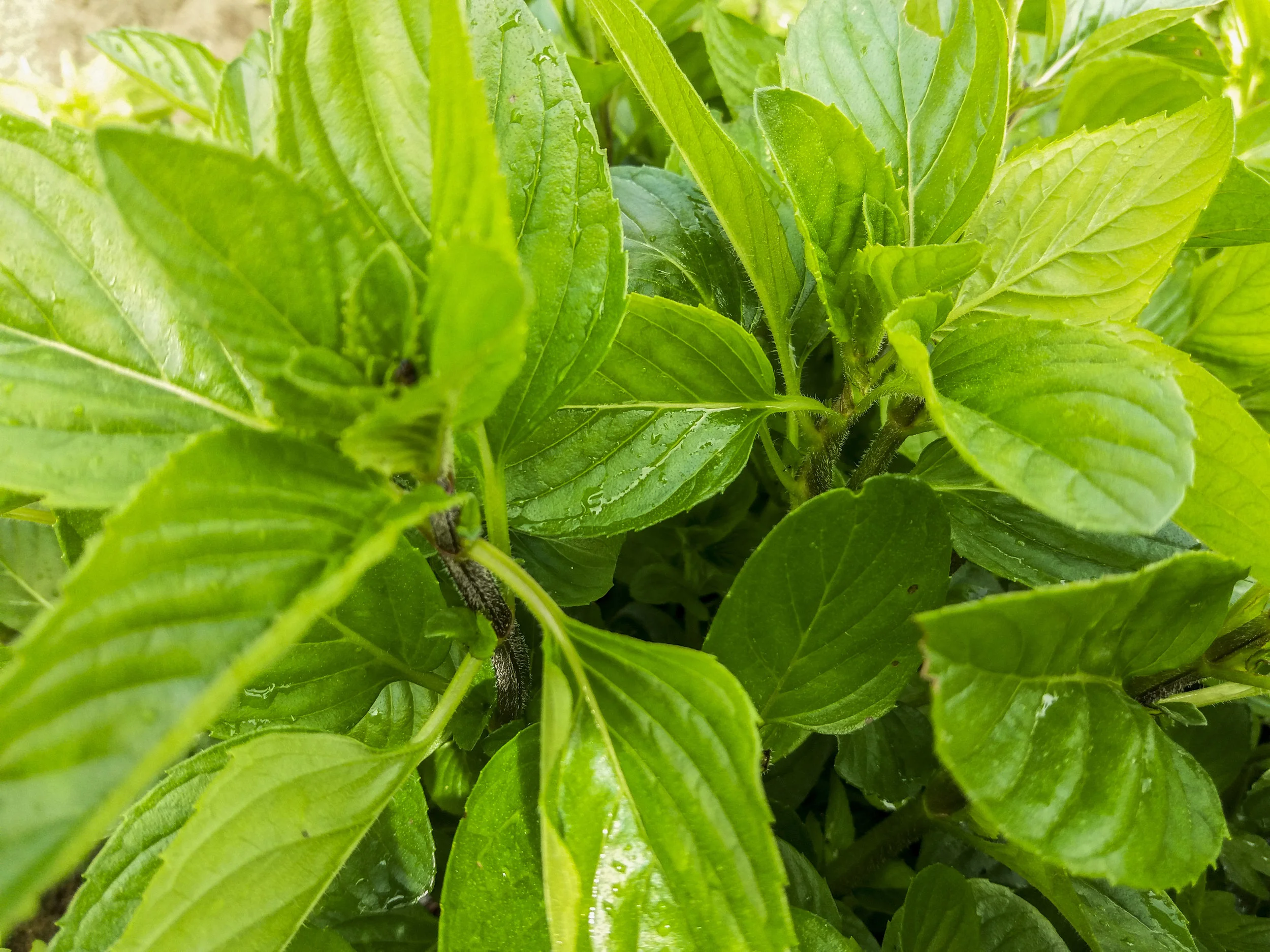 Menta Albahaca