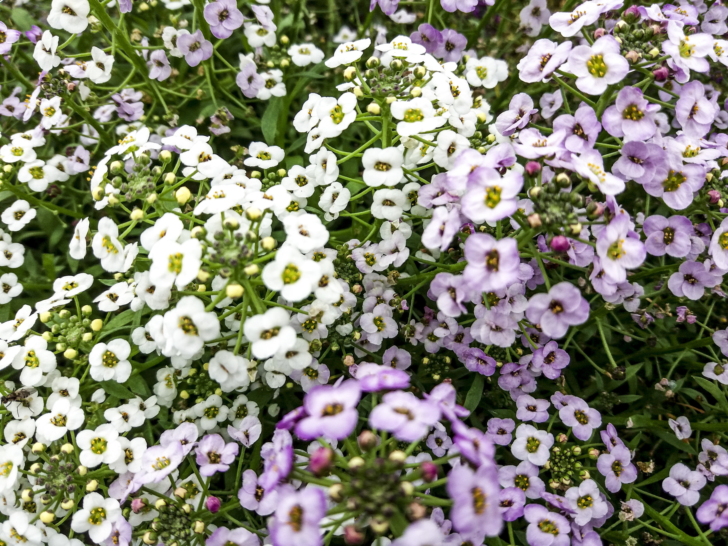 Col Marítima Alyssum Mezcla