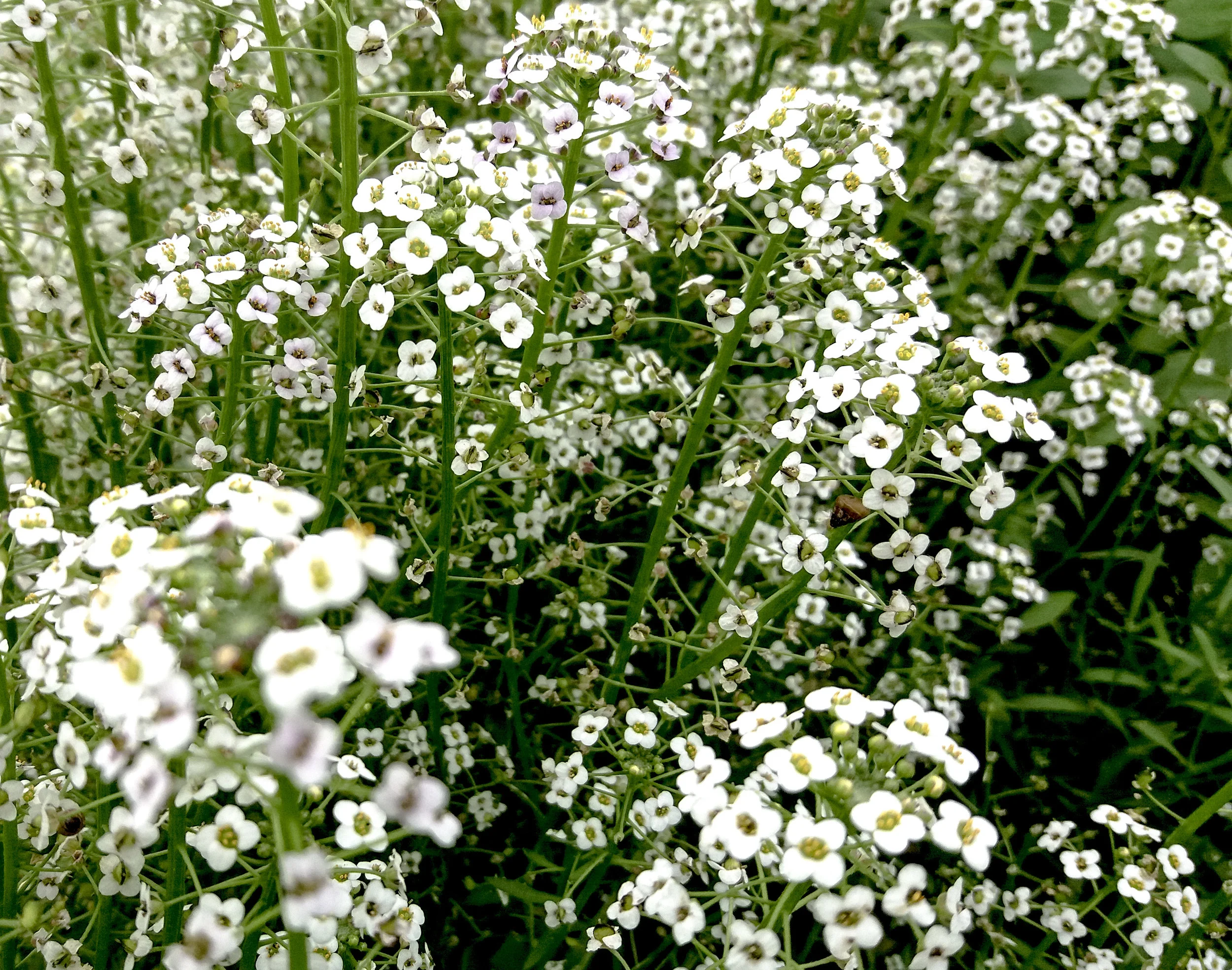 White Alyssum / Alyssum Blanc