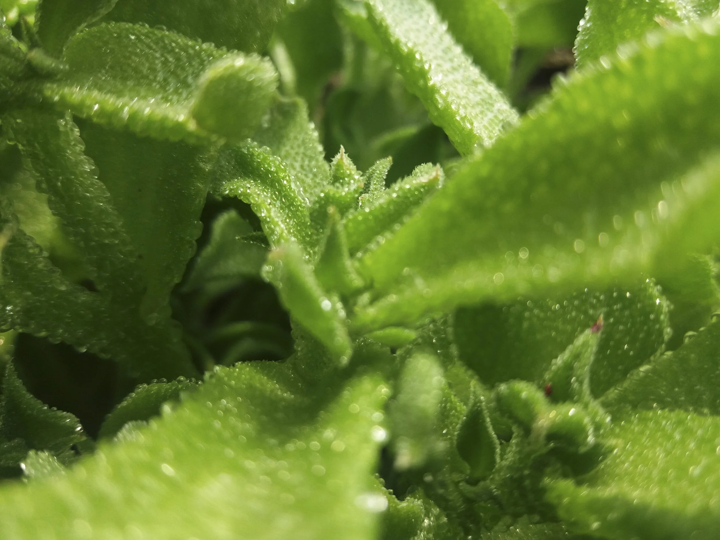 Escarcha Hierba Rocío