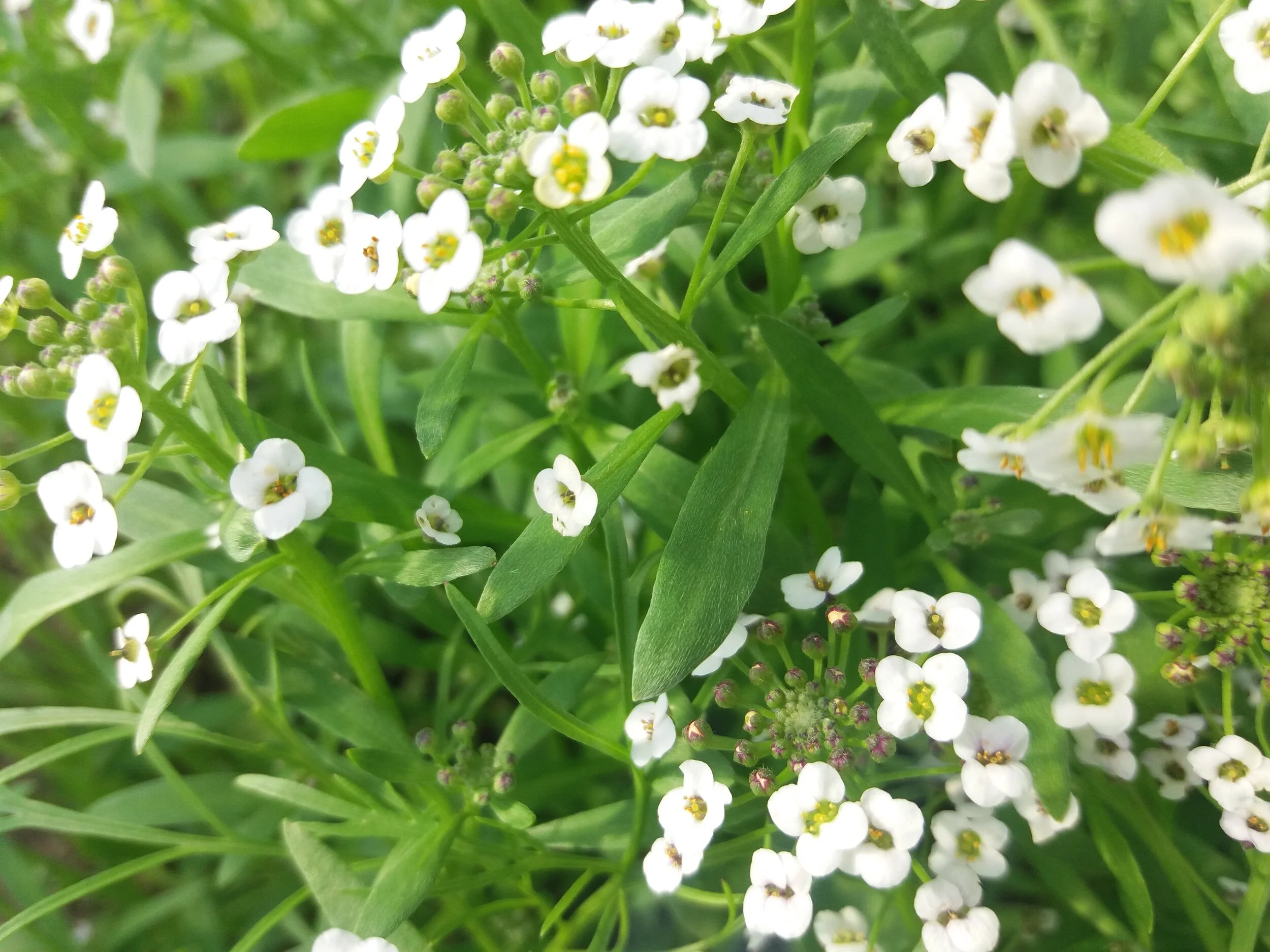 Col Marítima Alyssum Blanco