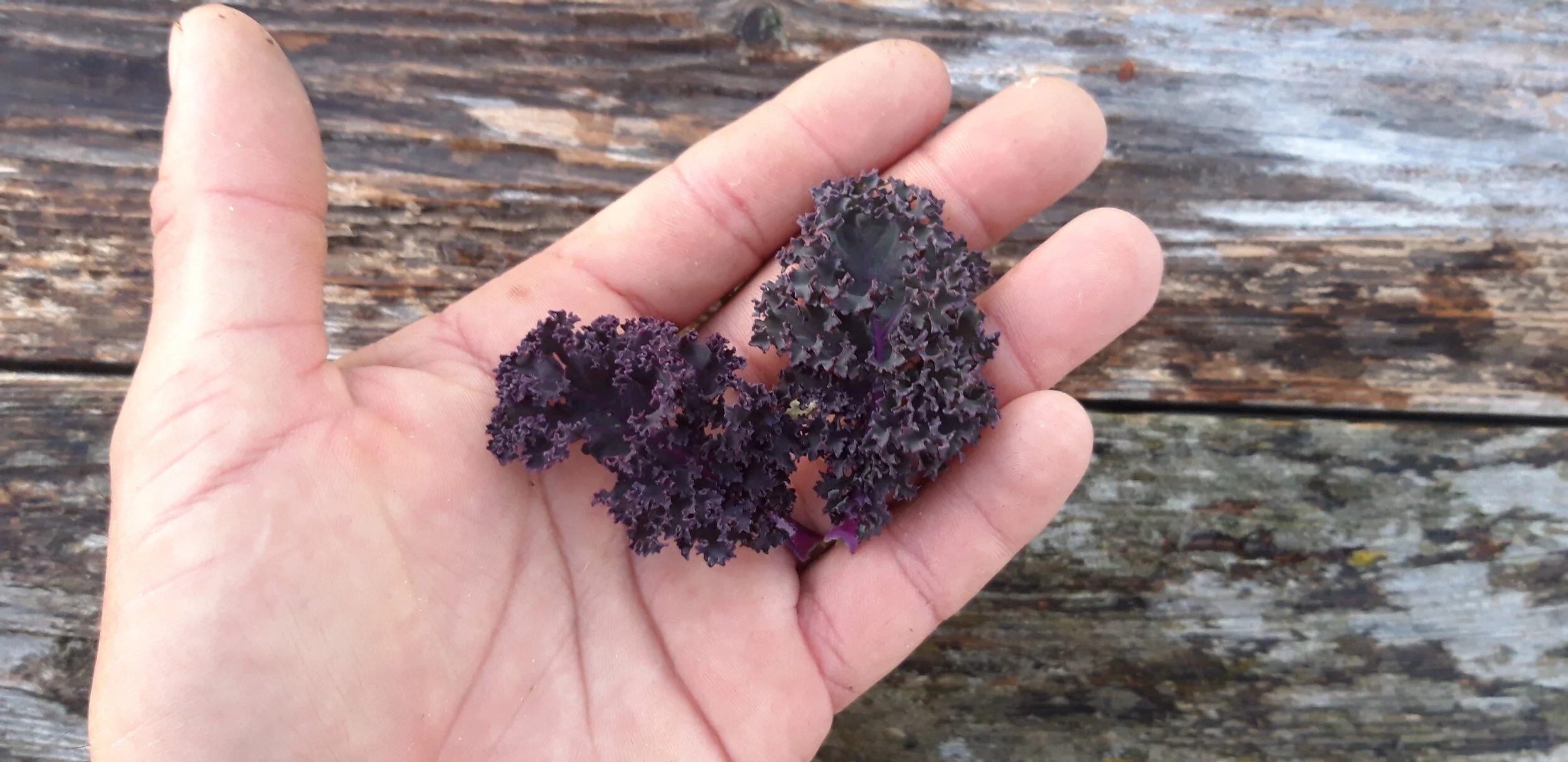 Kale Escarlata Pequeño