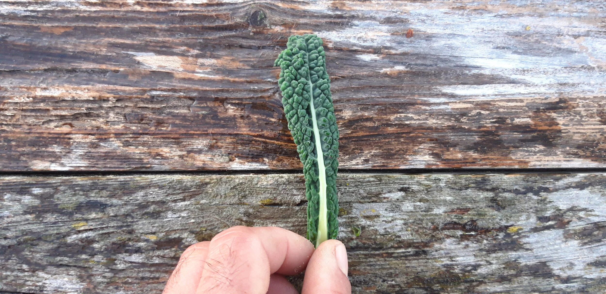 Kale Negro Toscano Pequeño