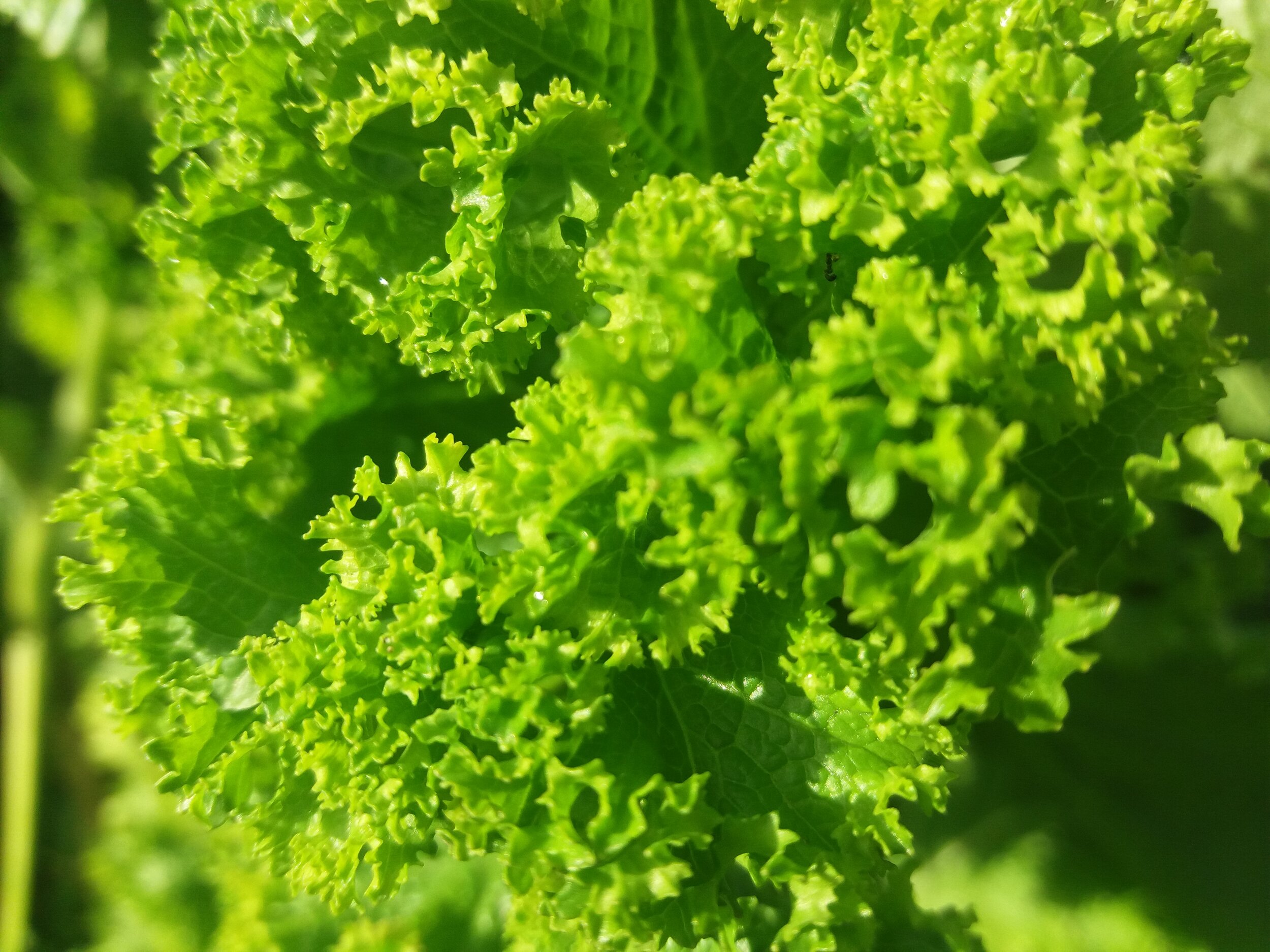 Southern Mustard / Moutarde du Sud