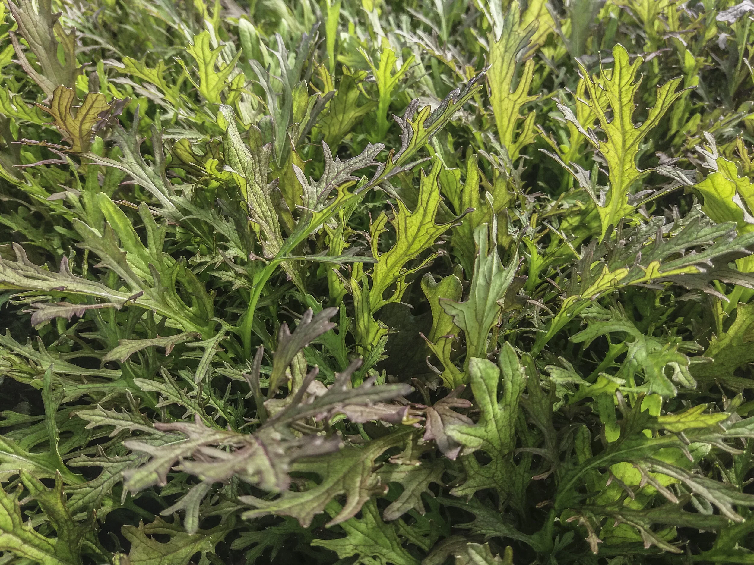 Mostaza Dentada Rubí