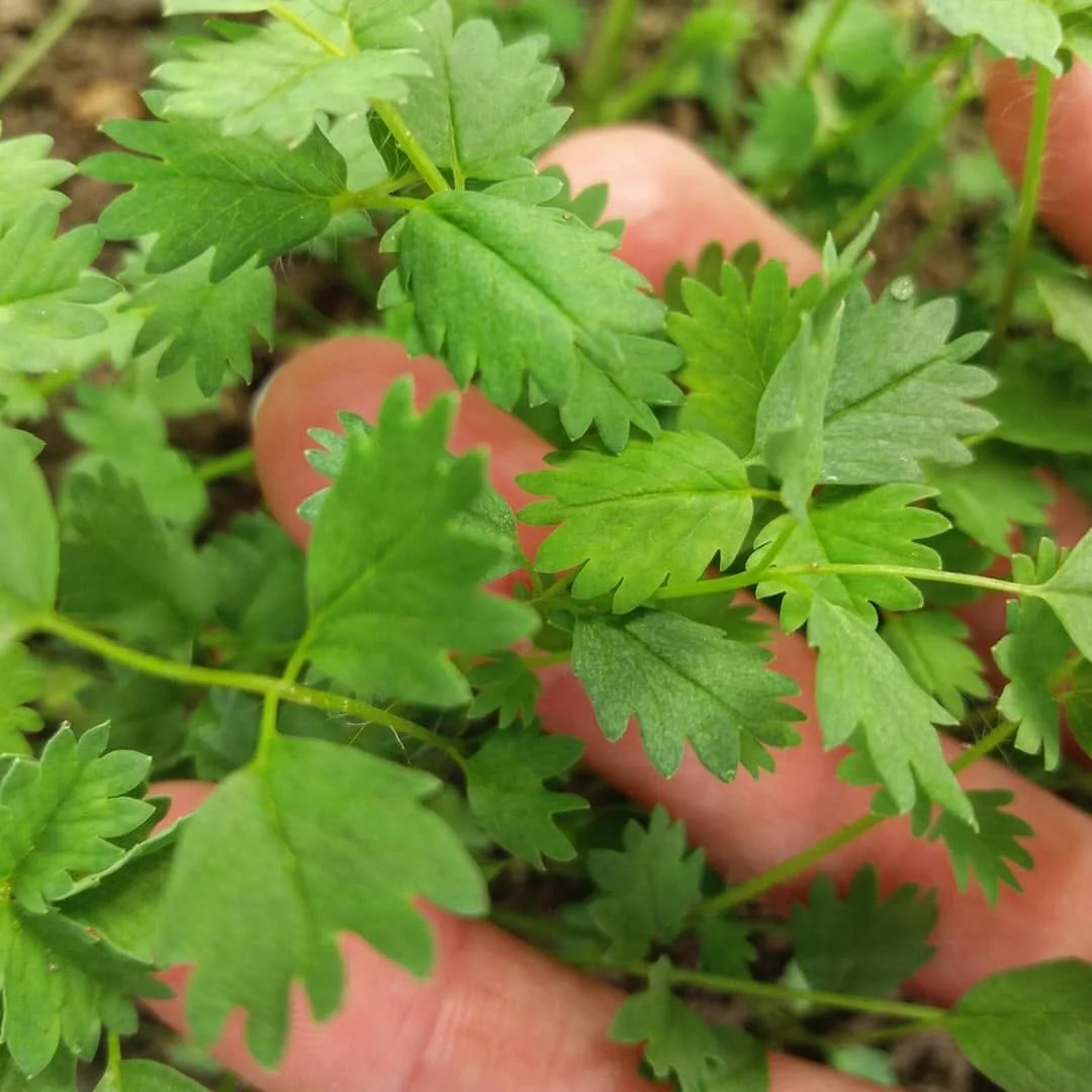 Lechuga Sanguisorba Pimpinela 