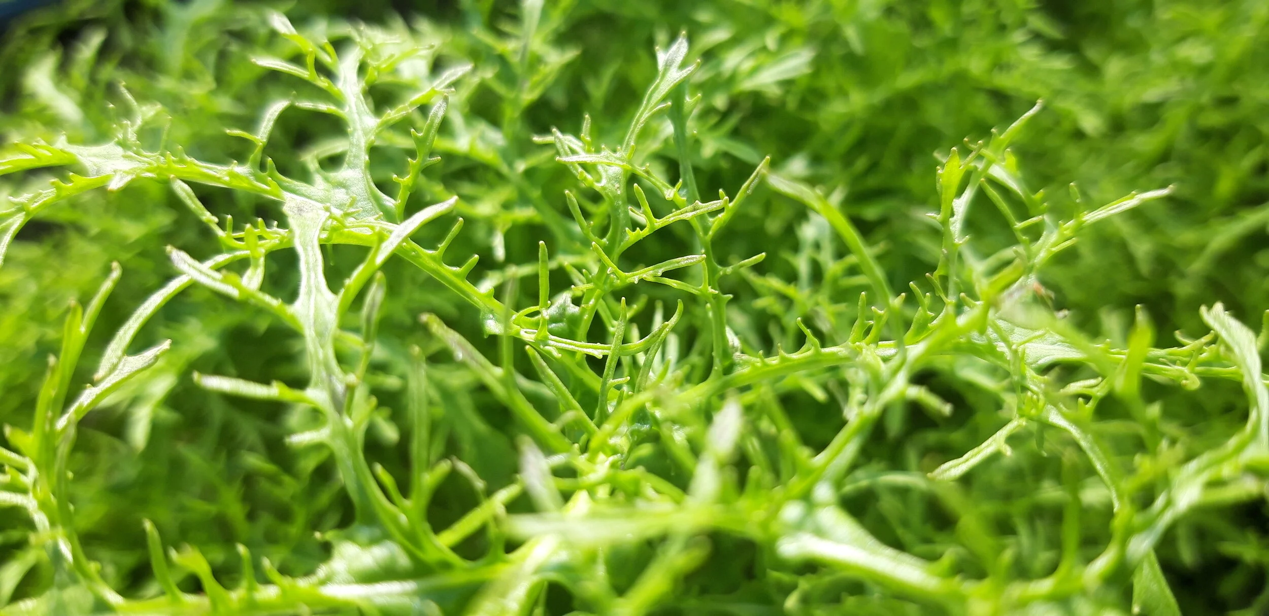 Mostaza Dentada Verde Golden