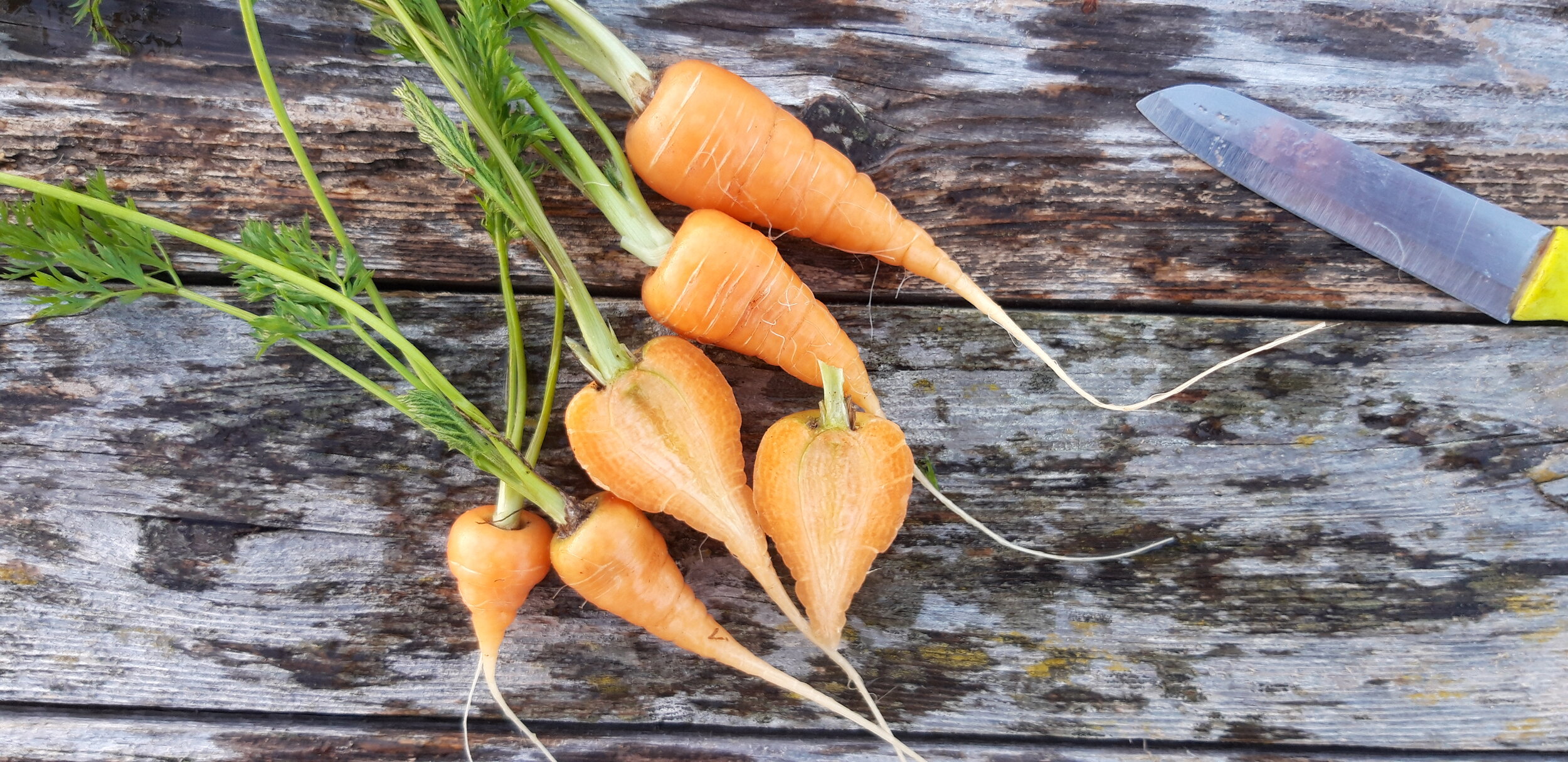 Zanahoria Chantenay 2,20 €