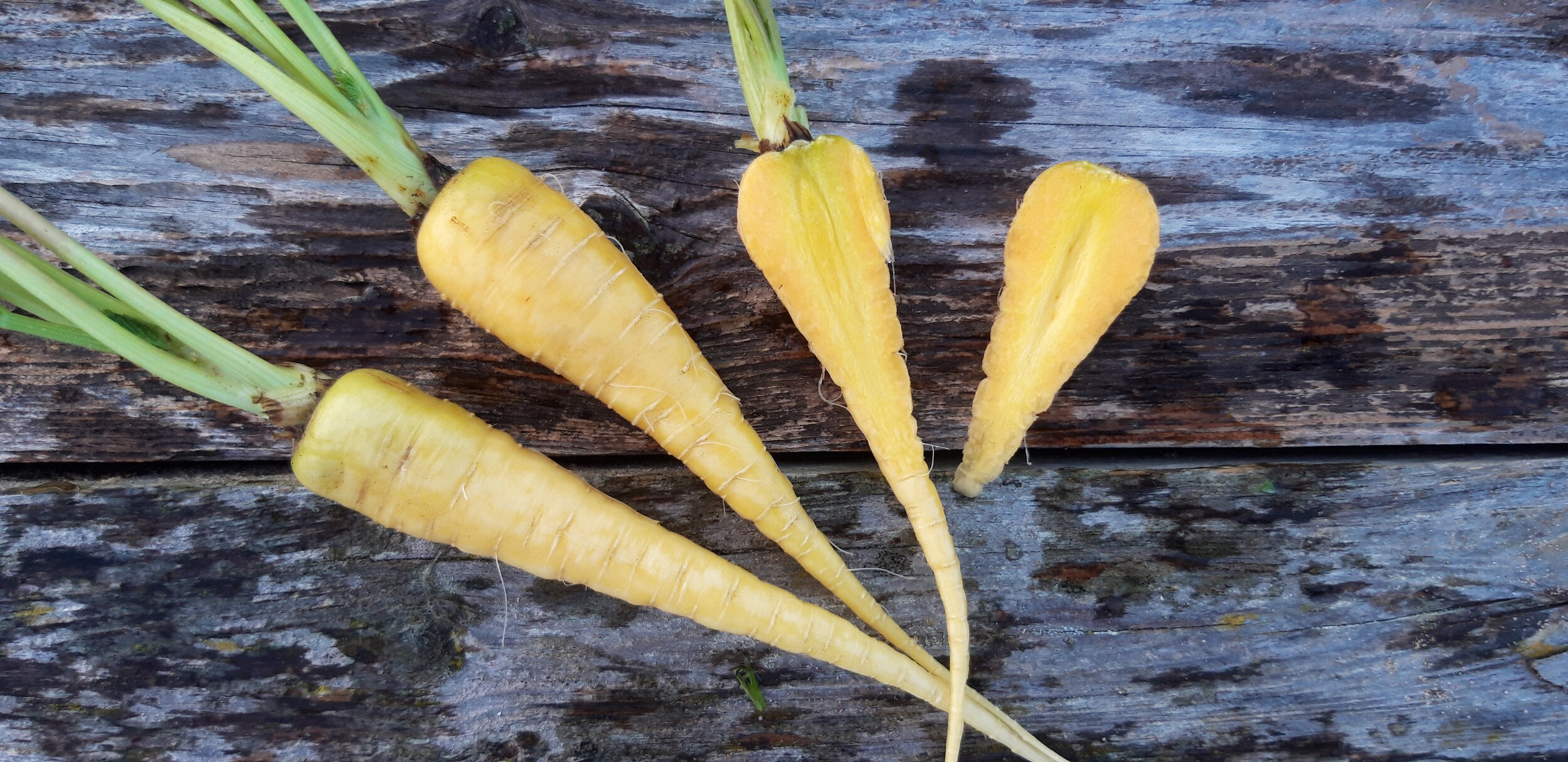 Zanahoria Amarilla