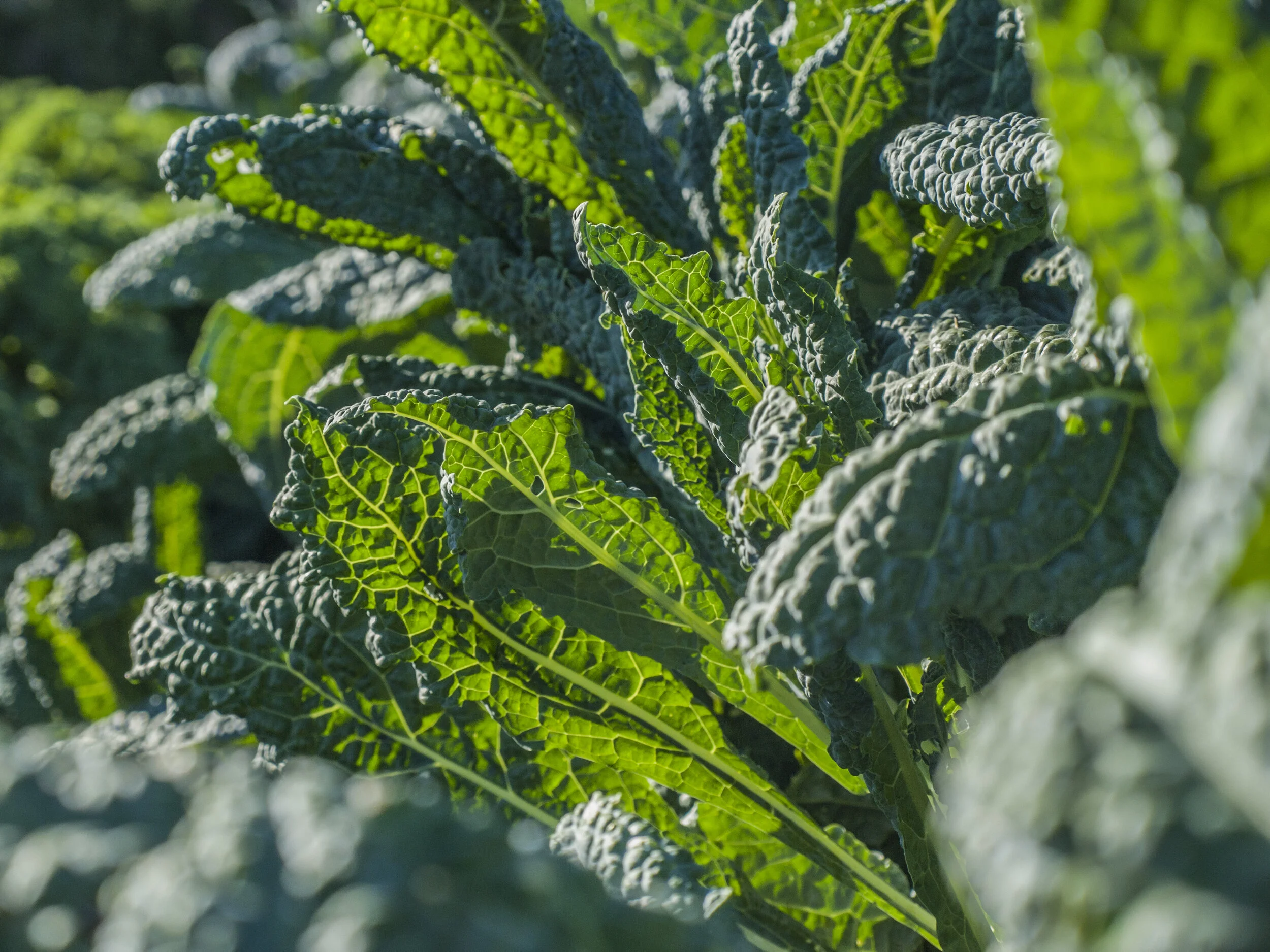 Kale_Toscano_Navazo_Cultivo_Desterrado_Rafa_Monge.JPG