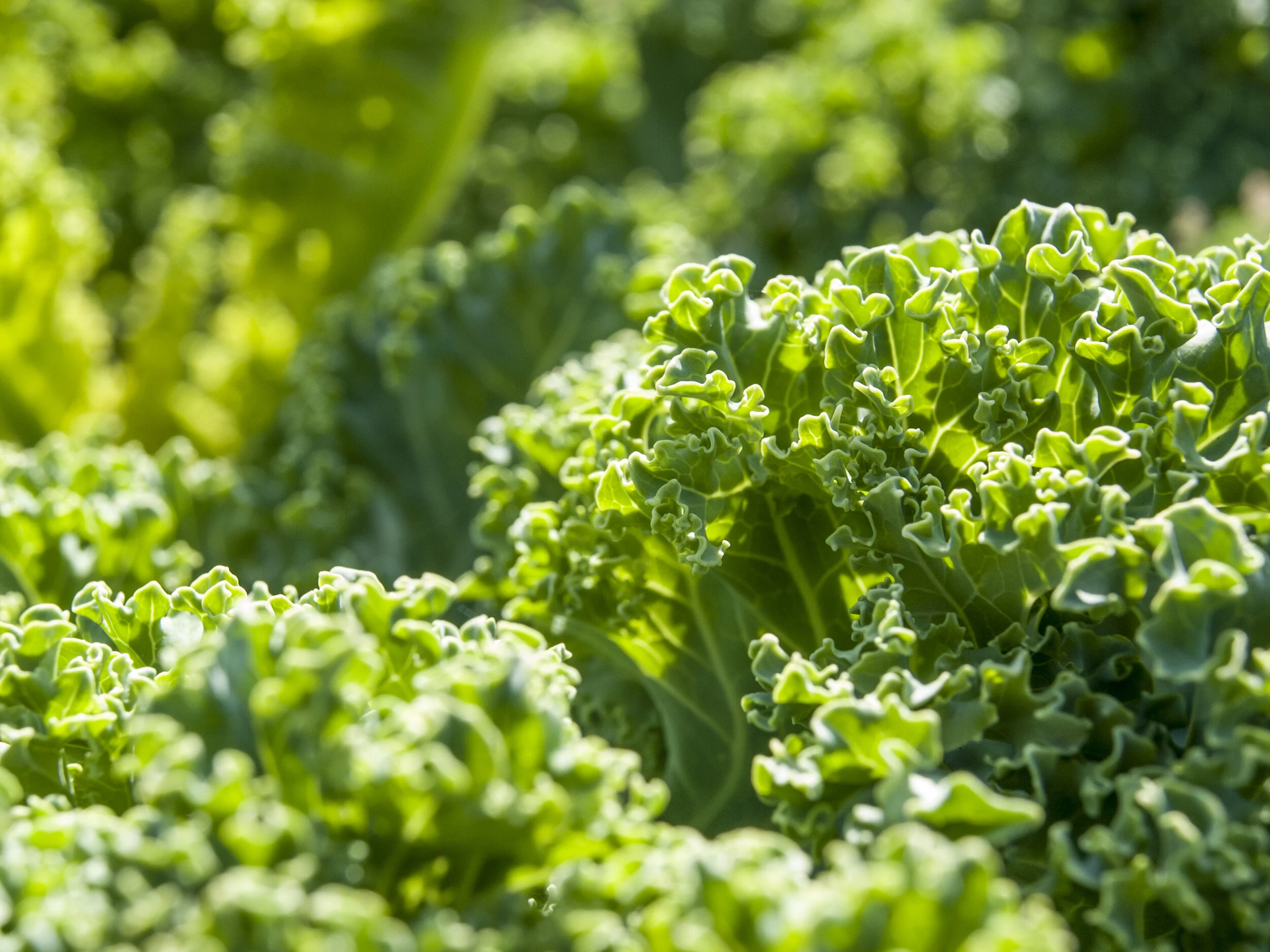 Kale_Verde_Rizado_Navazo_Cultivo_Desterrado_Rafa_Monge.JPG