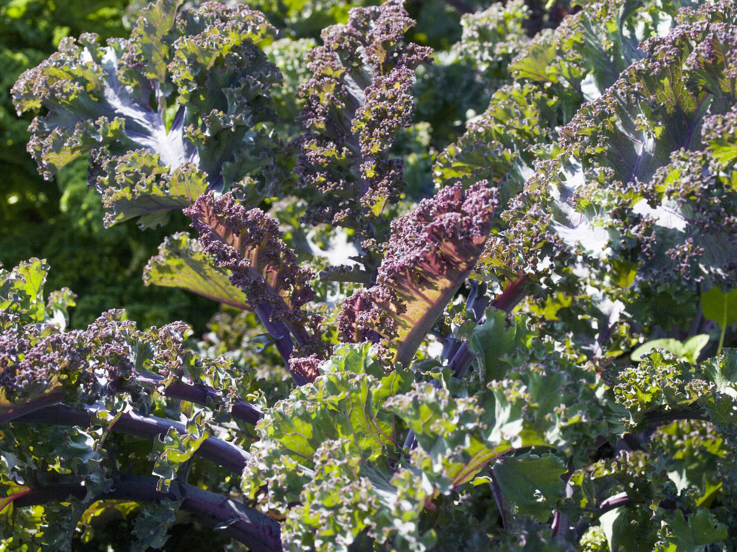 KaleEscarlata_Cultivo_Desterrado.JPG