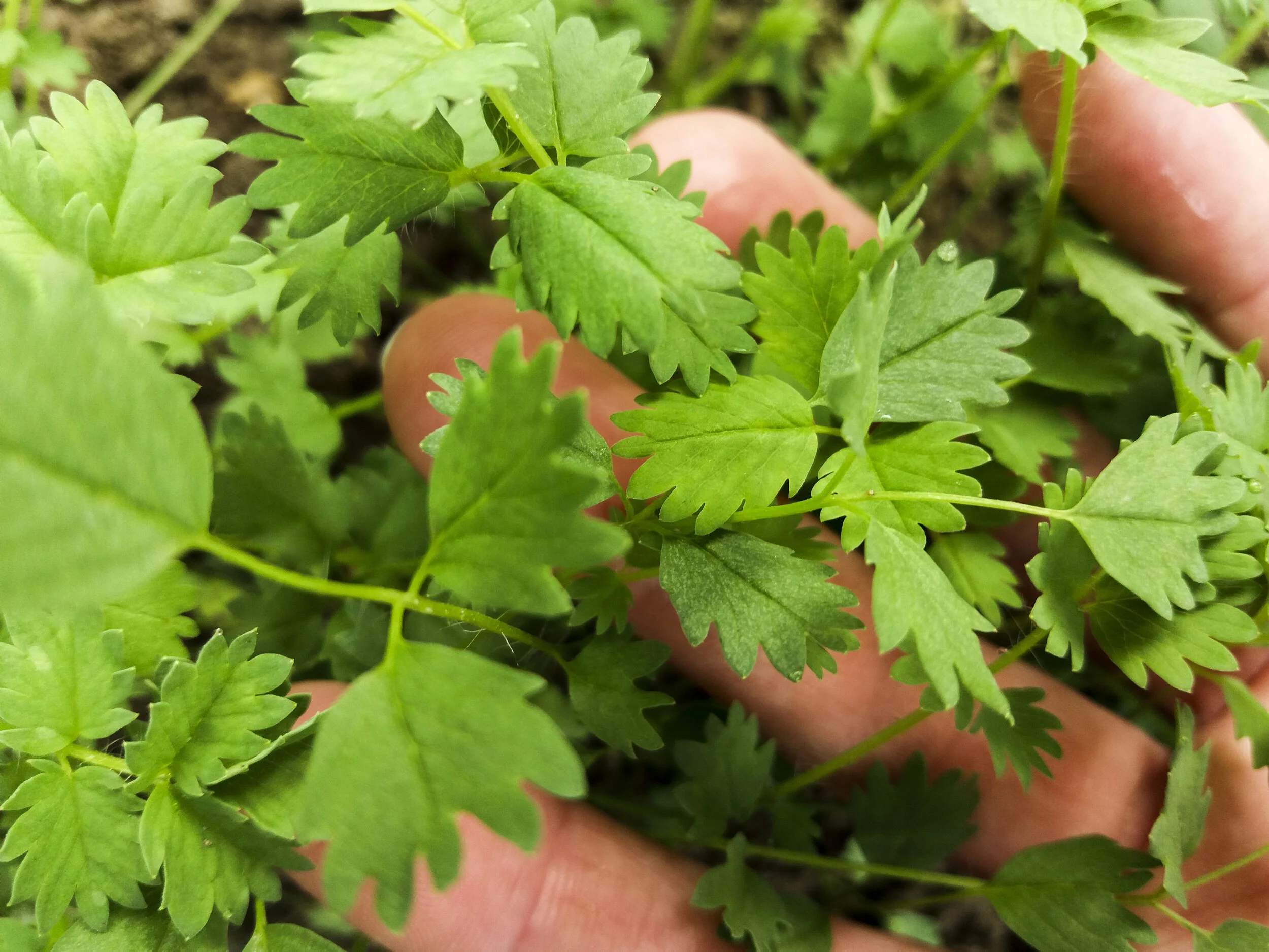 Hojas_Ensalada_Sangisorba_Cultivo_Desterrado_Rafa_Monge.JPG