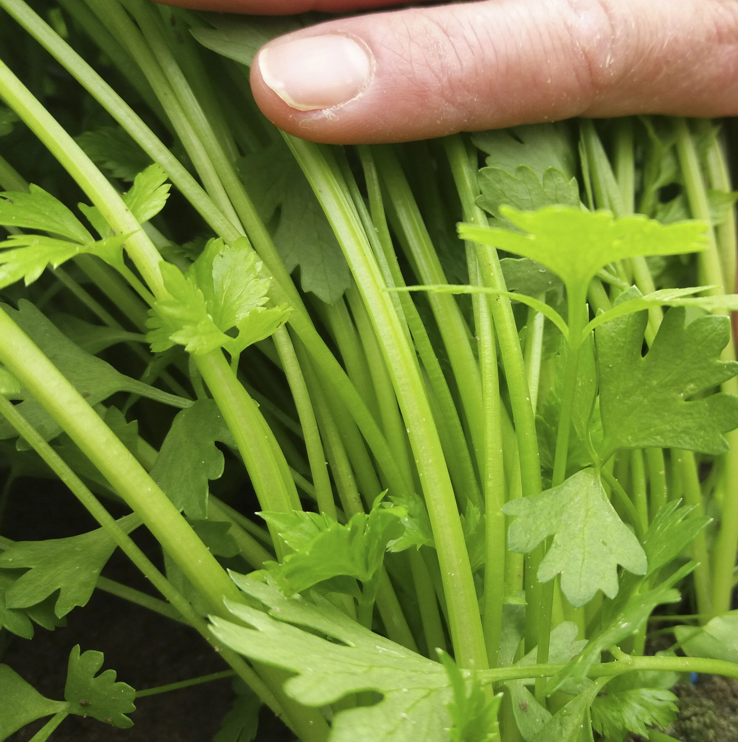 Apio_Verde_Aromático_Cultivo_Desterrado_Rafa_Monge_1.JPG