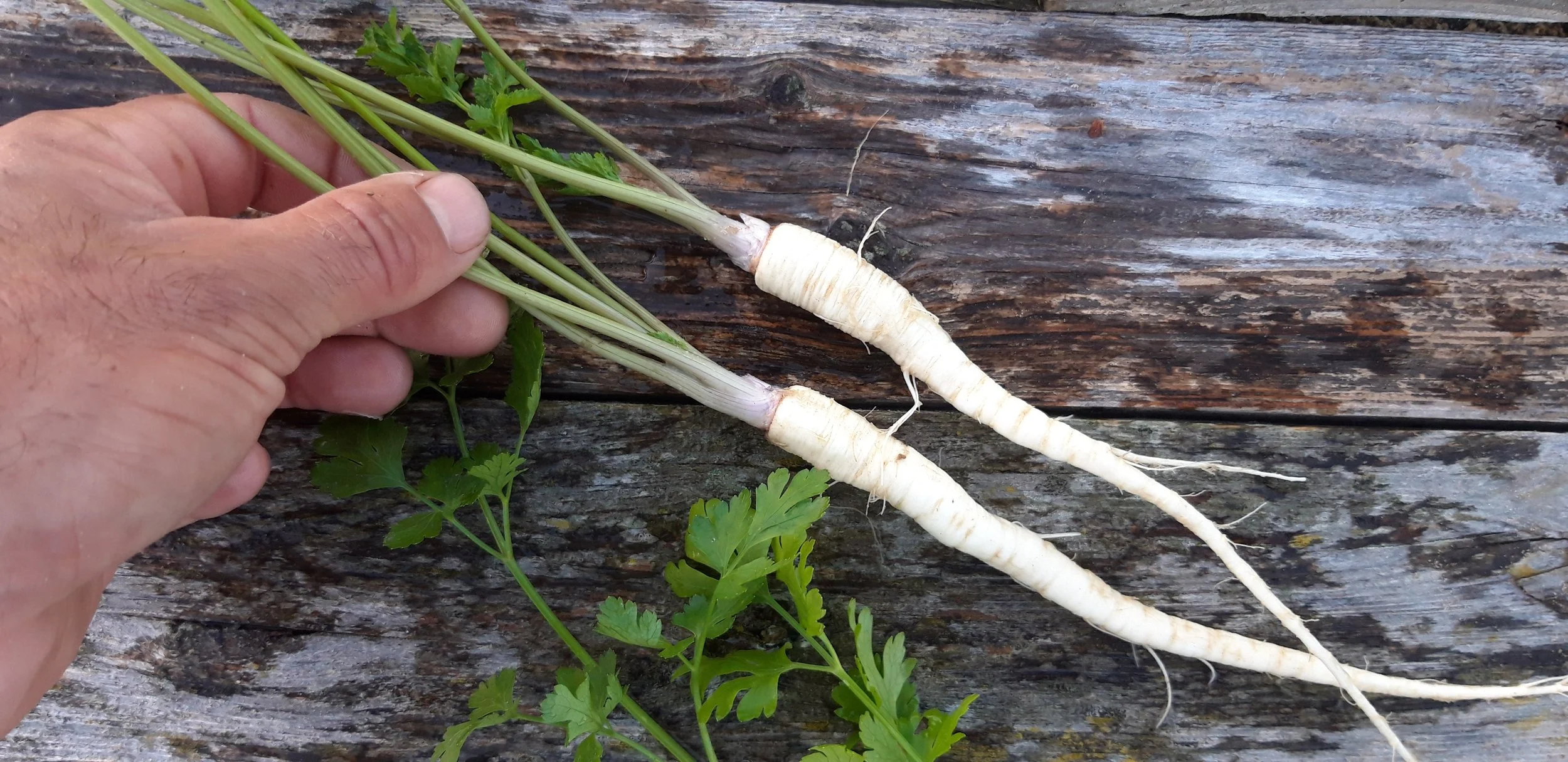  Root Parsley / Racine Persil