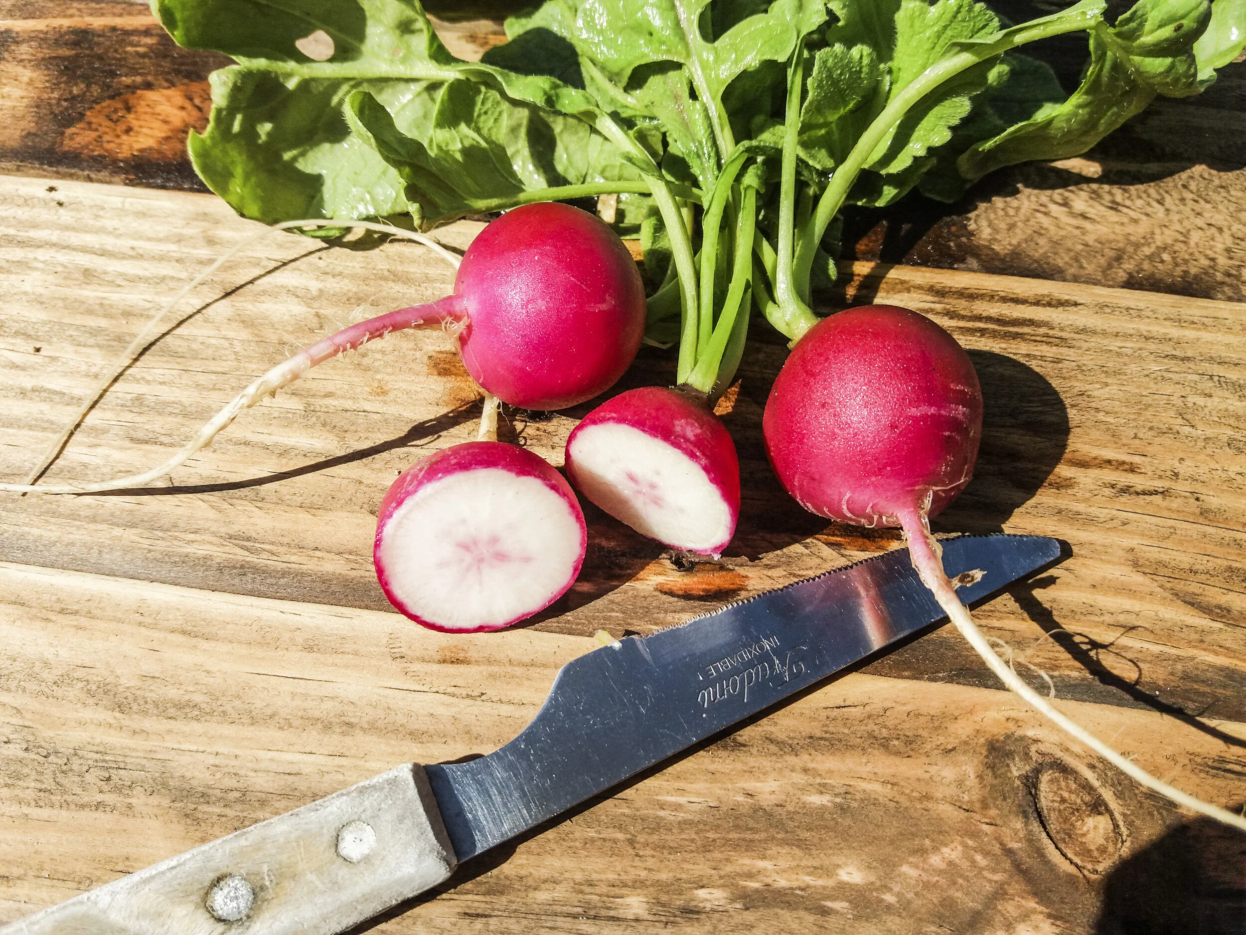 Rabanito Redondo Rojo