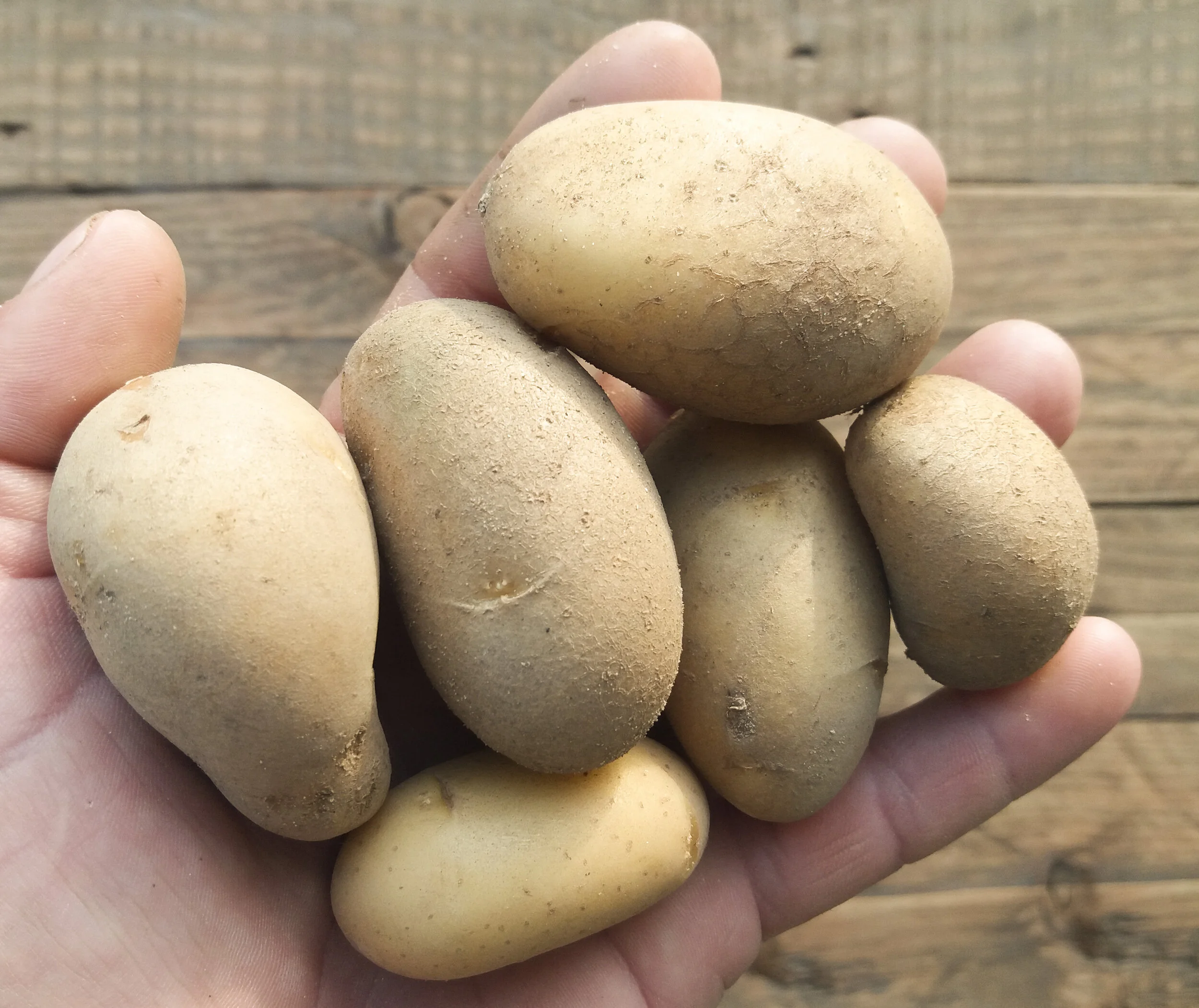 Papas Pequeñas Navazo