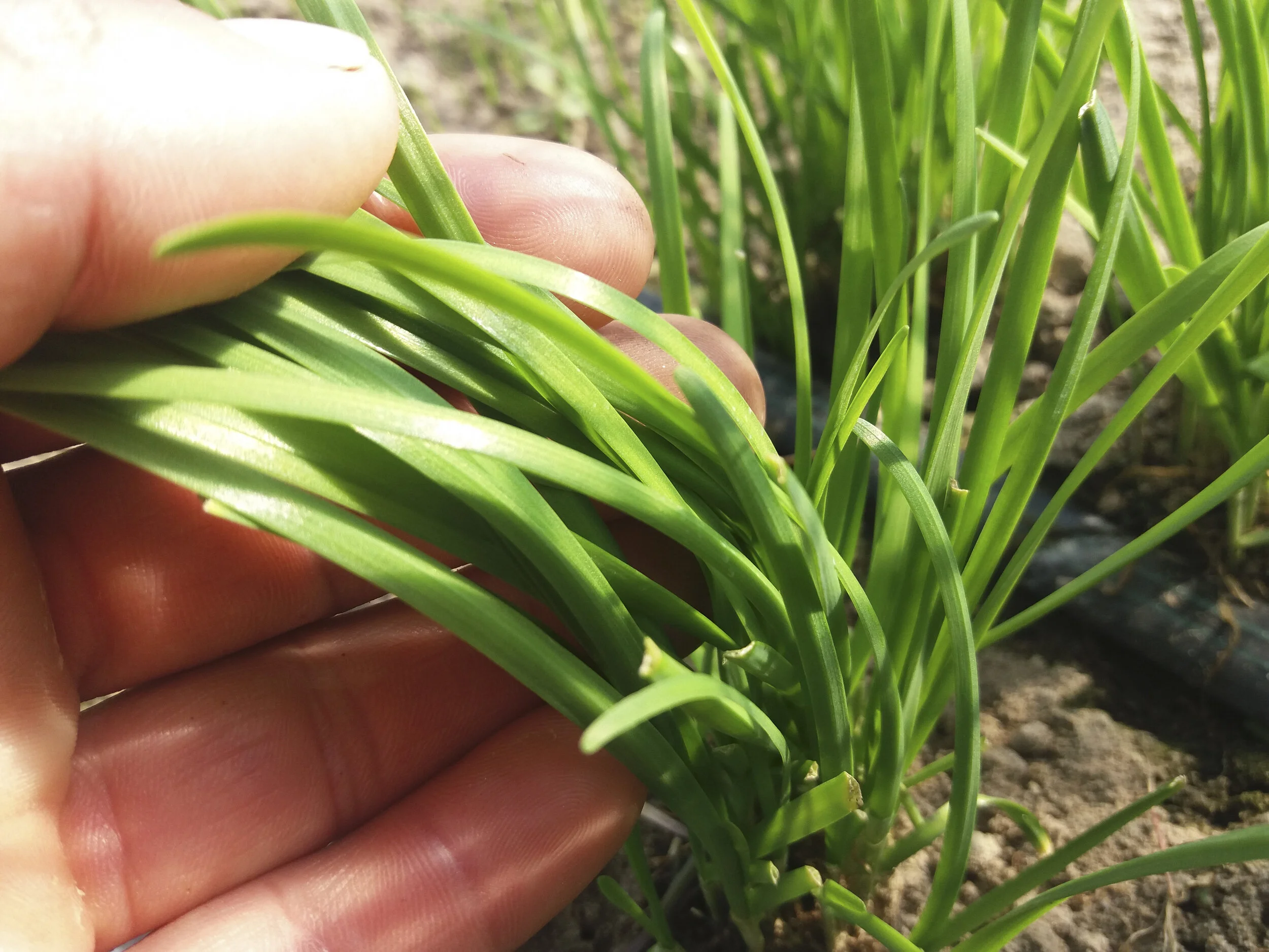 Cebollino Plano Chino