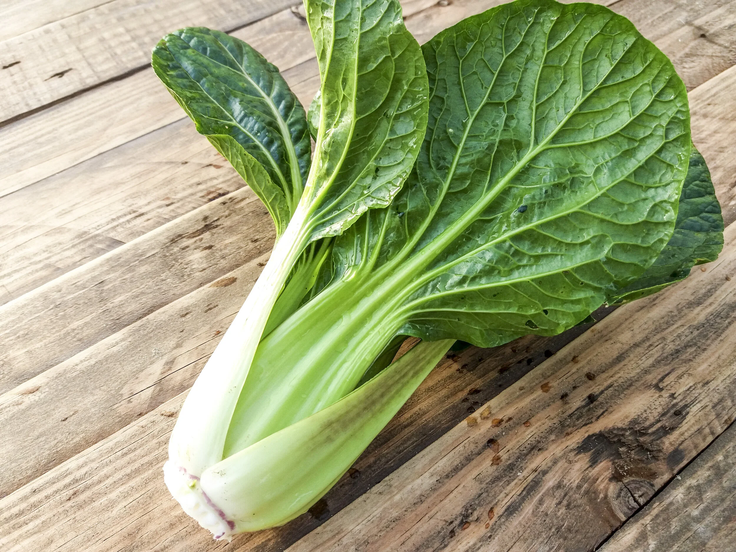 Espinaca Pak Choi Verde