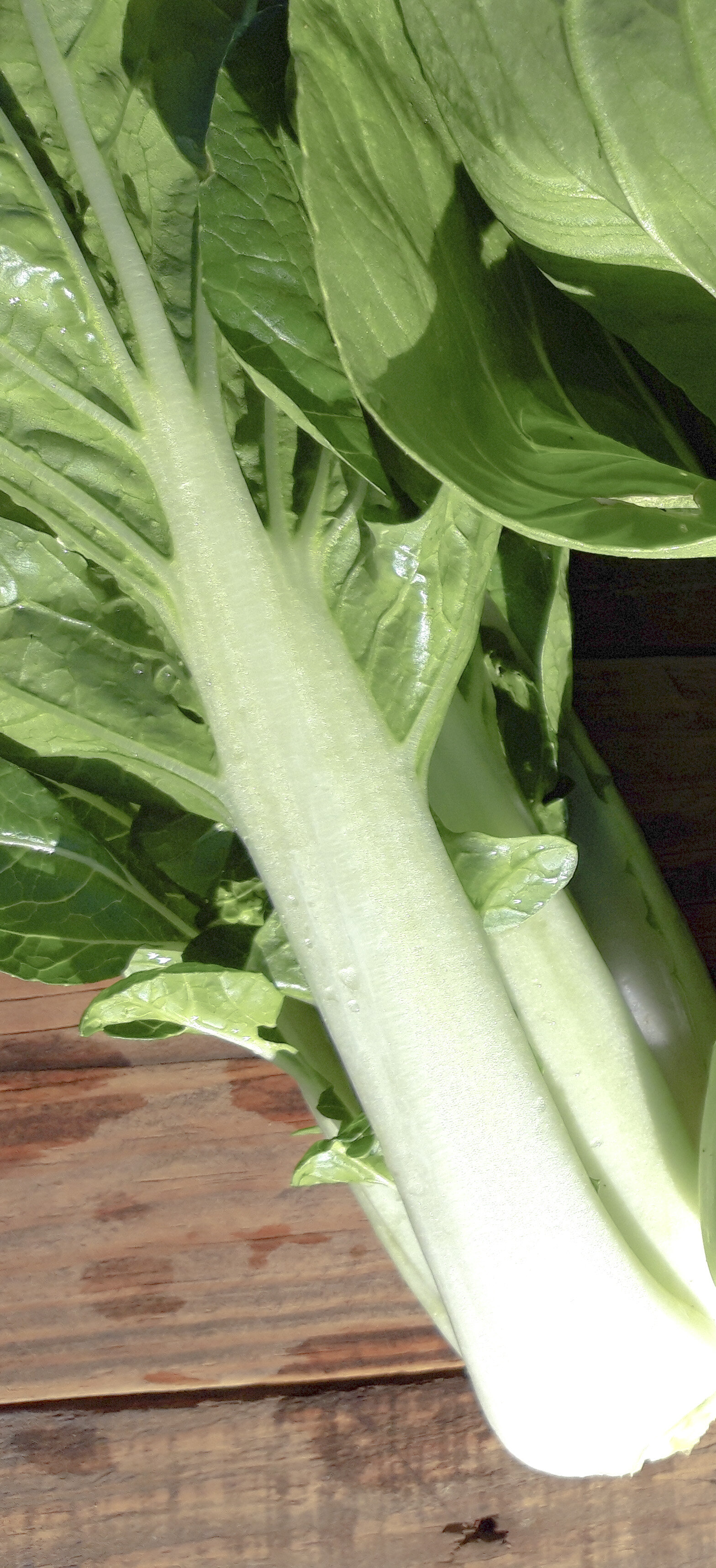 Espinaca Pak Choi Blanco