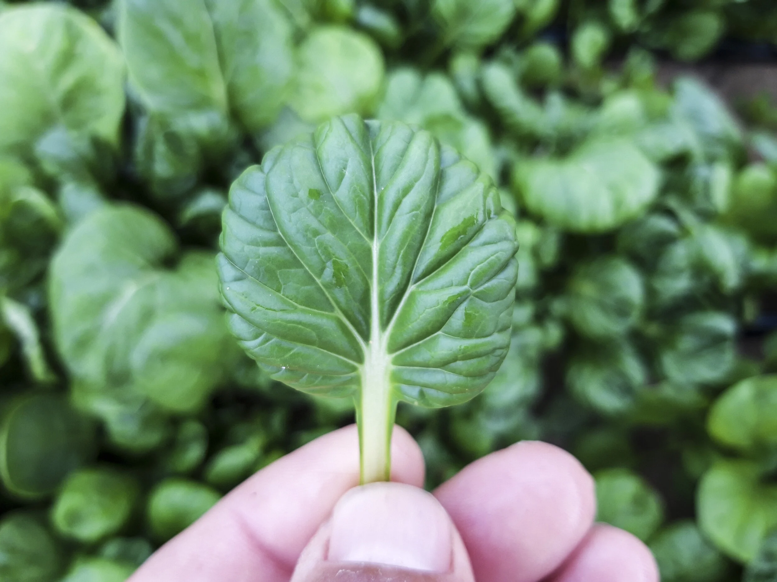Espinaca Tatsoi Mediano