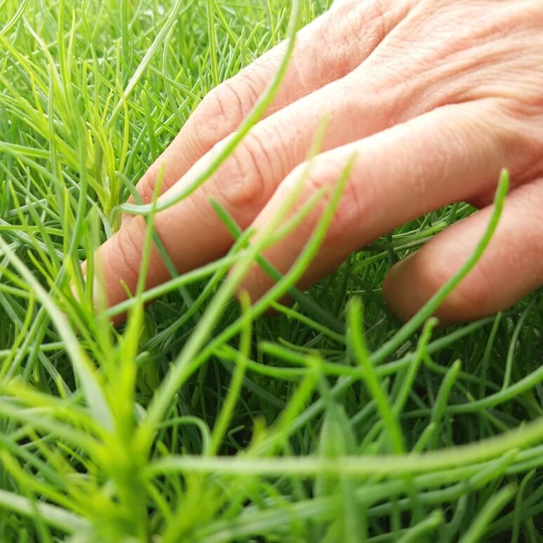 Salsola Soda - Agretti