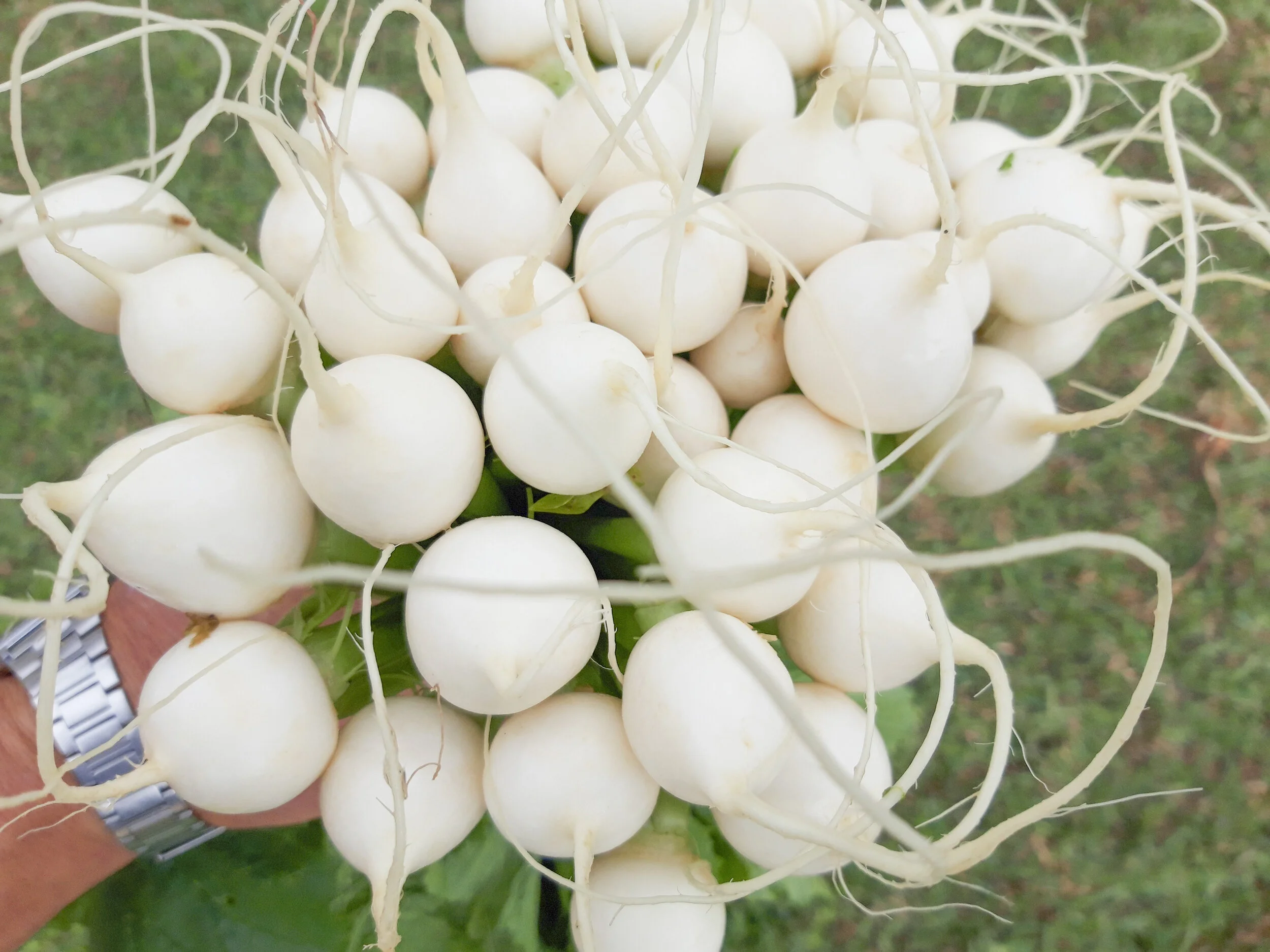 Nabo_Blanco_Mini_Cultivo_Desterrado_4.JPG