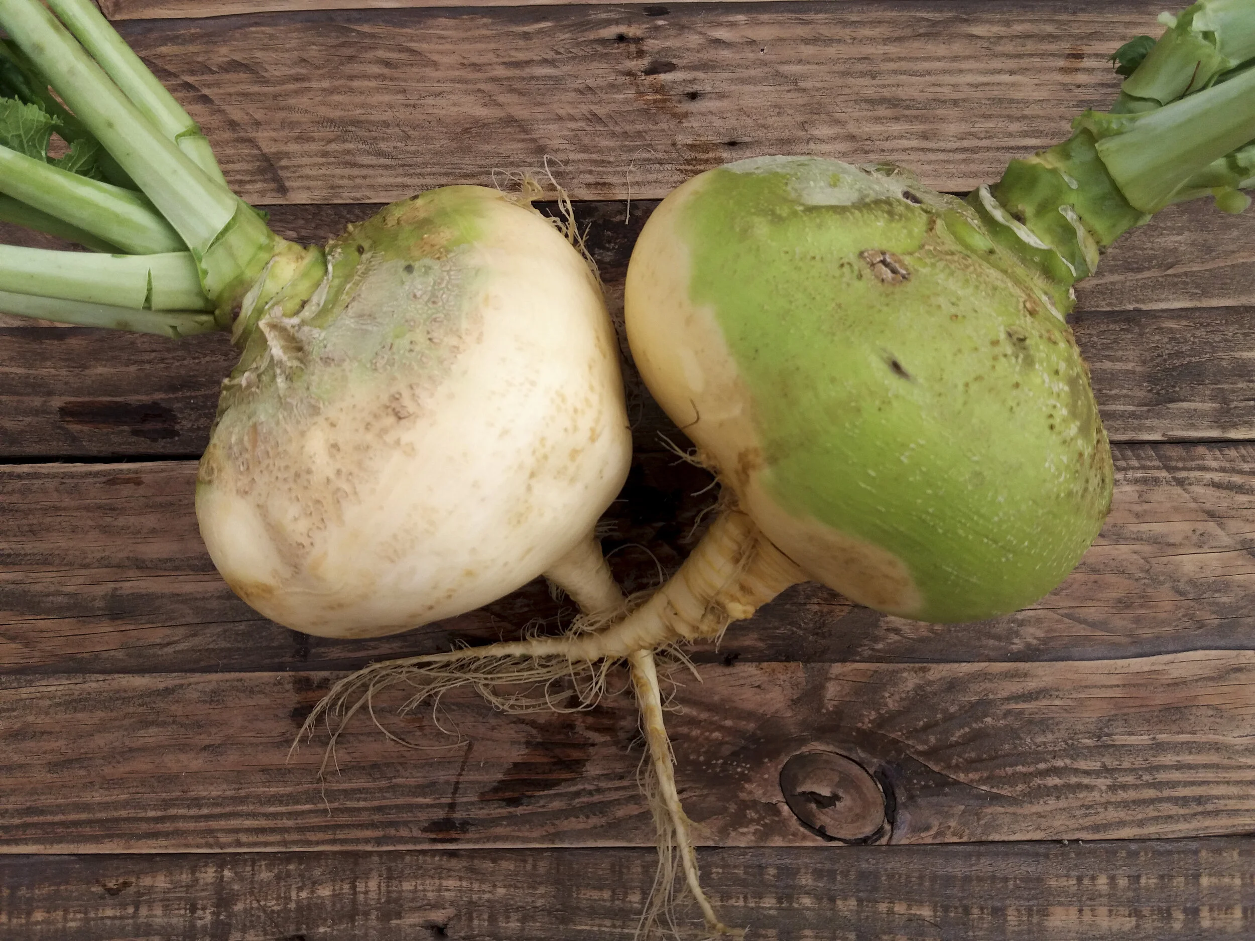 Rutabaga_Desterrado_Rafa_Monge_3.JPG