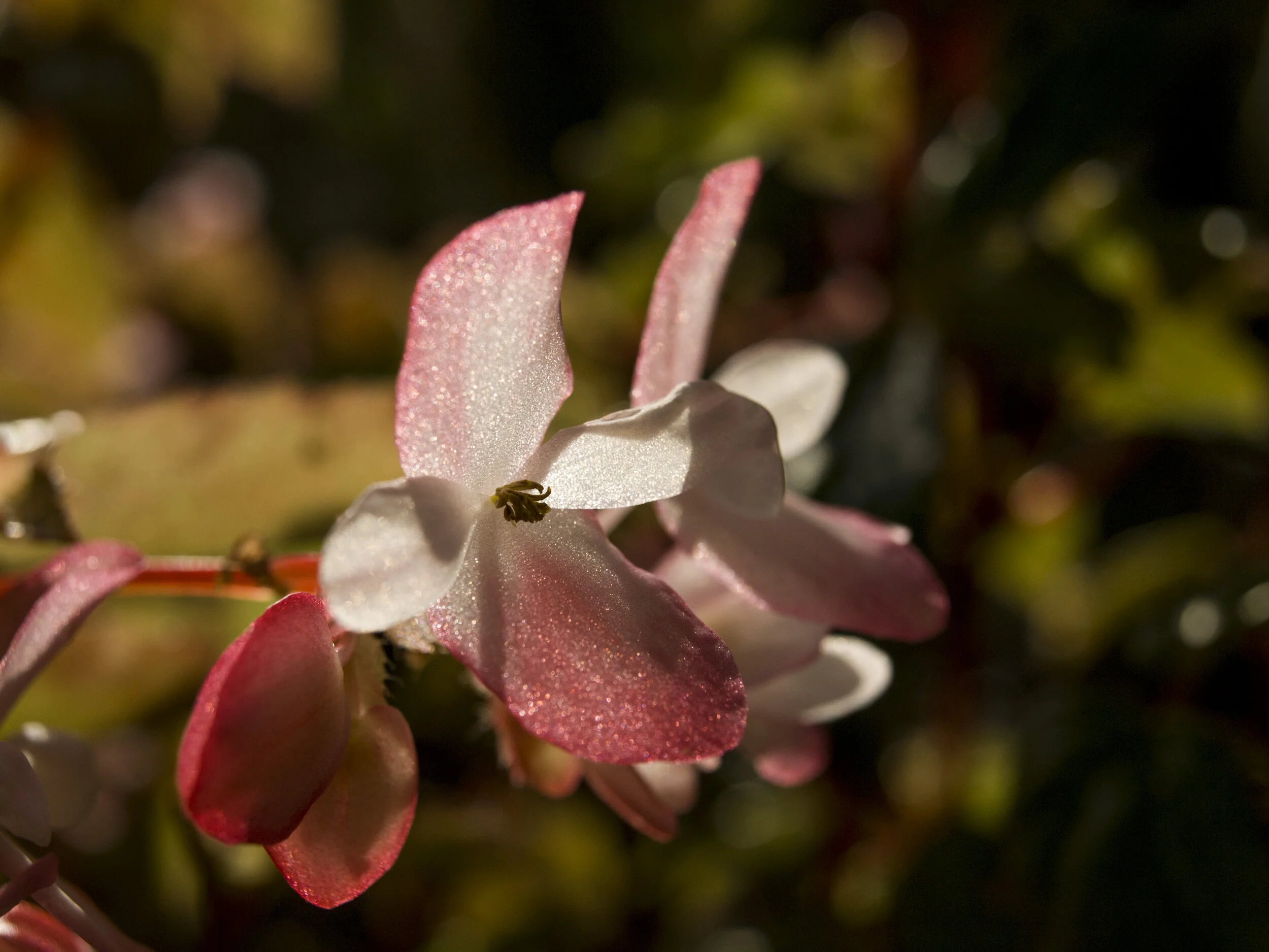 Manzana Begonia Dragón